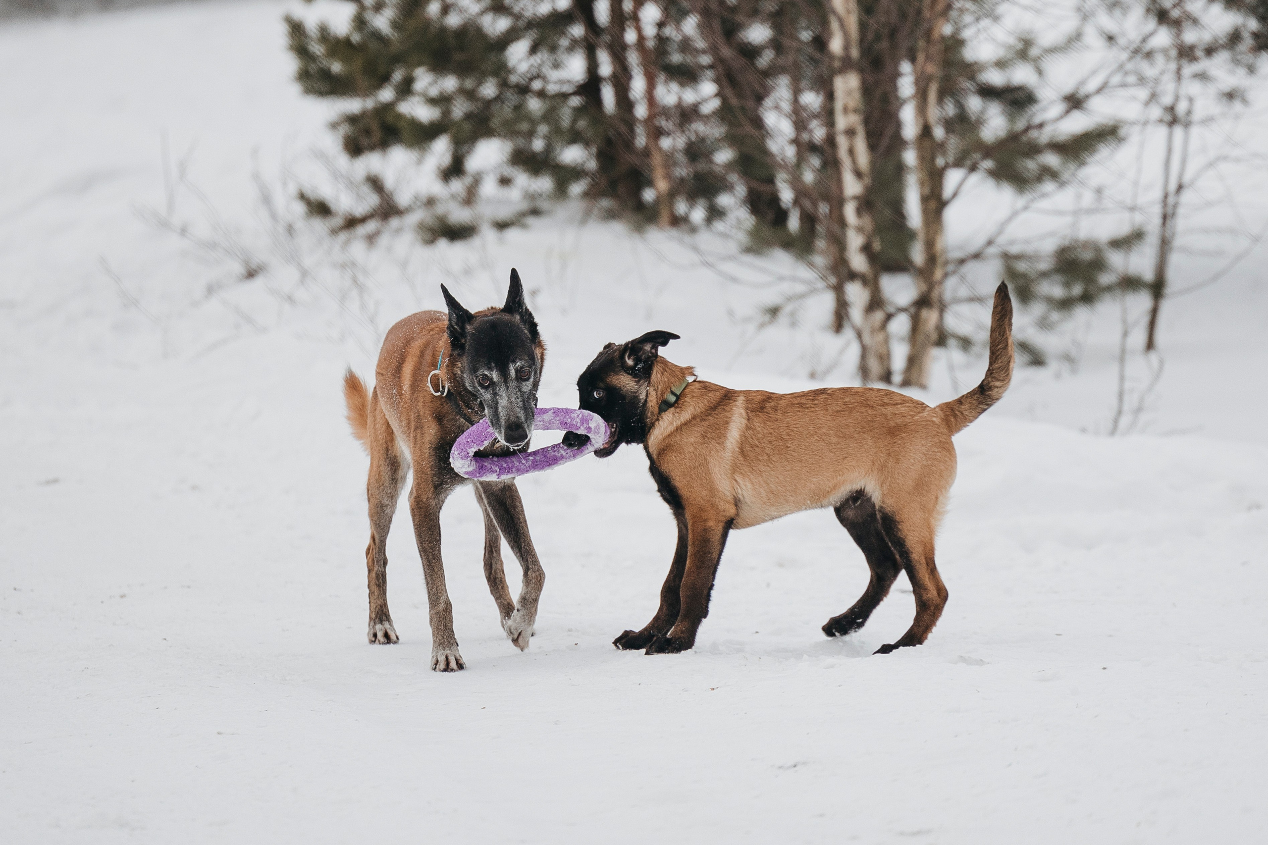 Даша, Омен, Айс и Рицу. Фотограф-анималист Анна Маринич