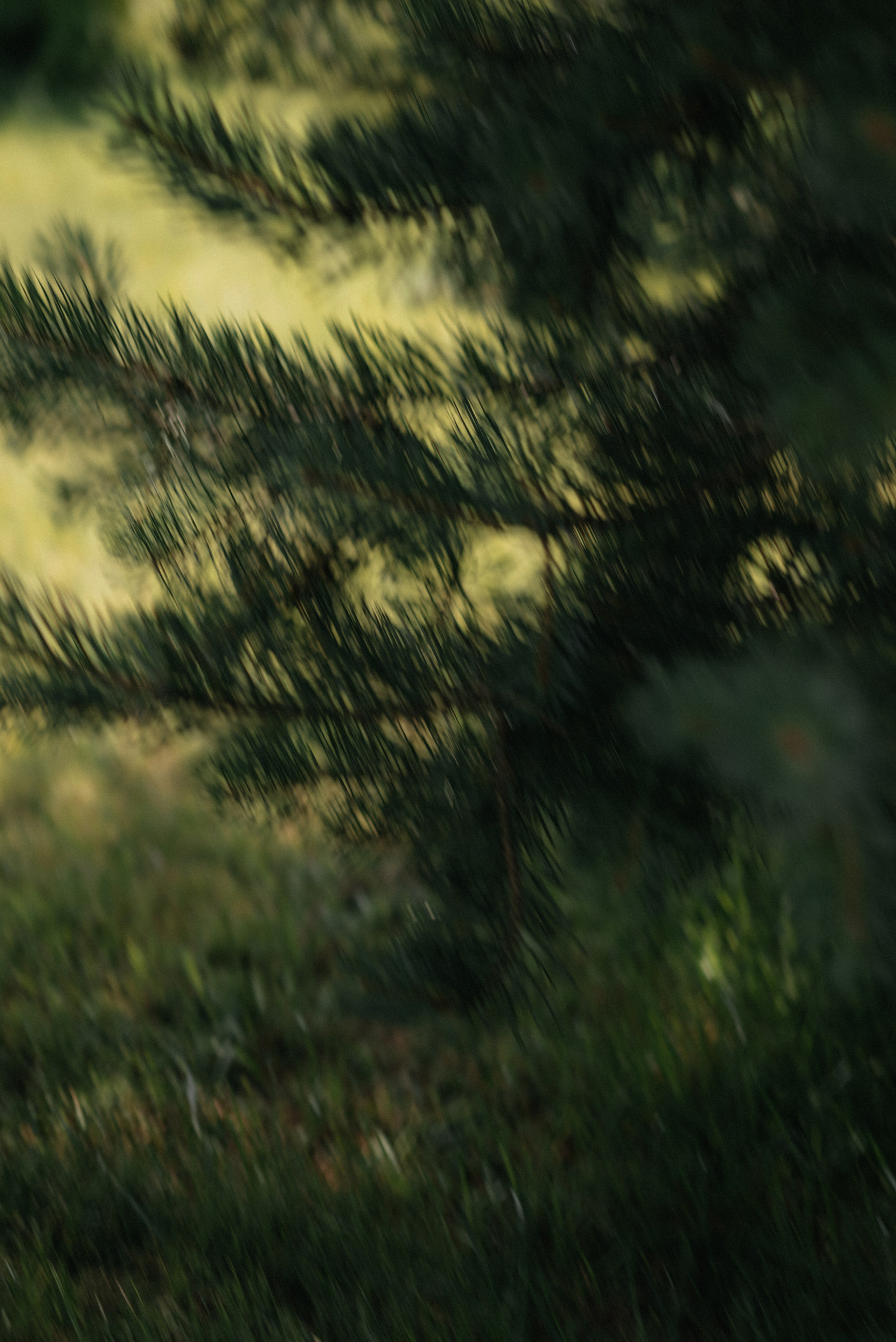 Янина и Семен. Свадебный и портретный фотограф в Минске Татьяна Лобода