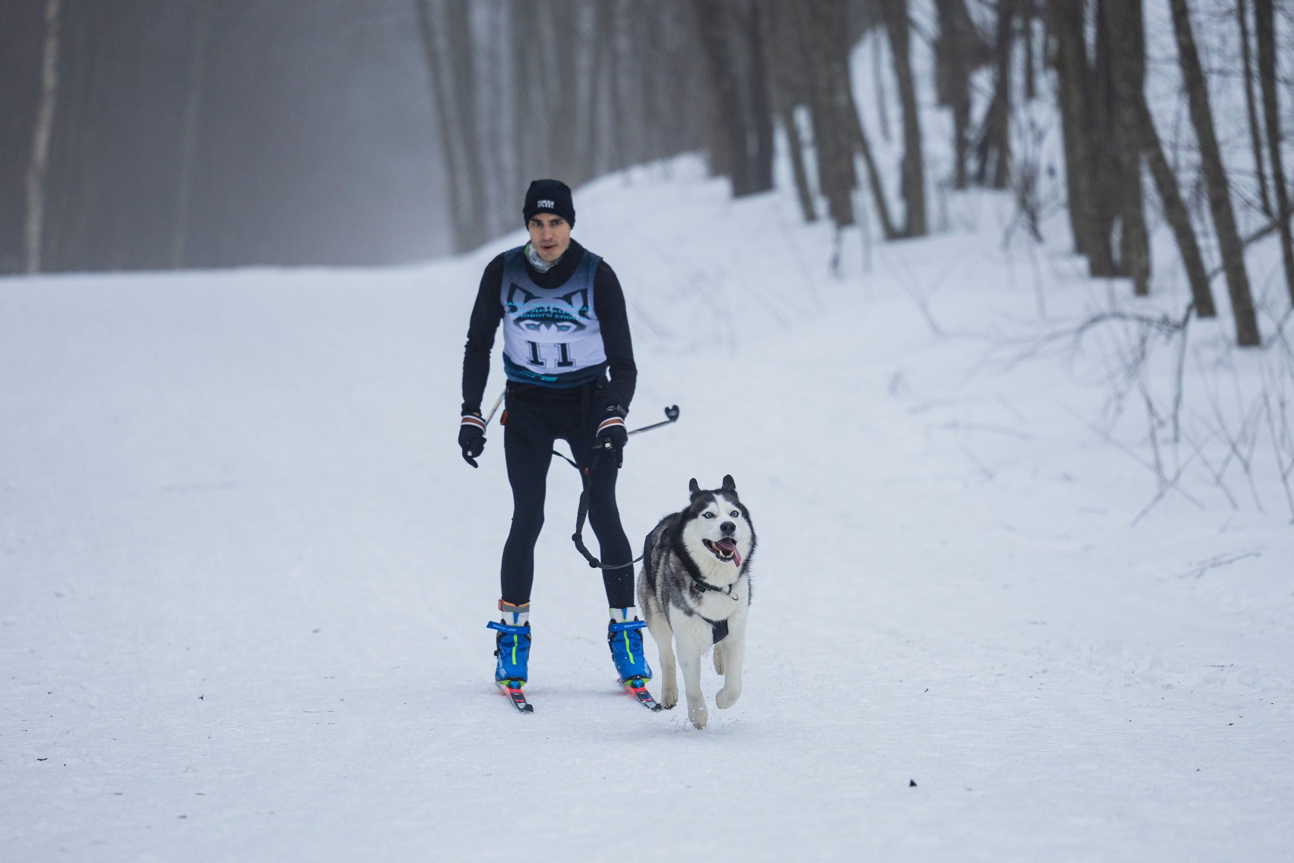 Зимний Чемпионат Санкт-Петербурга по ездовому спорту. Фотограф-анималист Анна Маринич