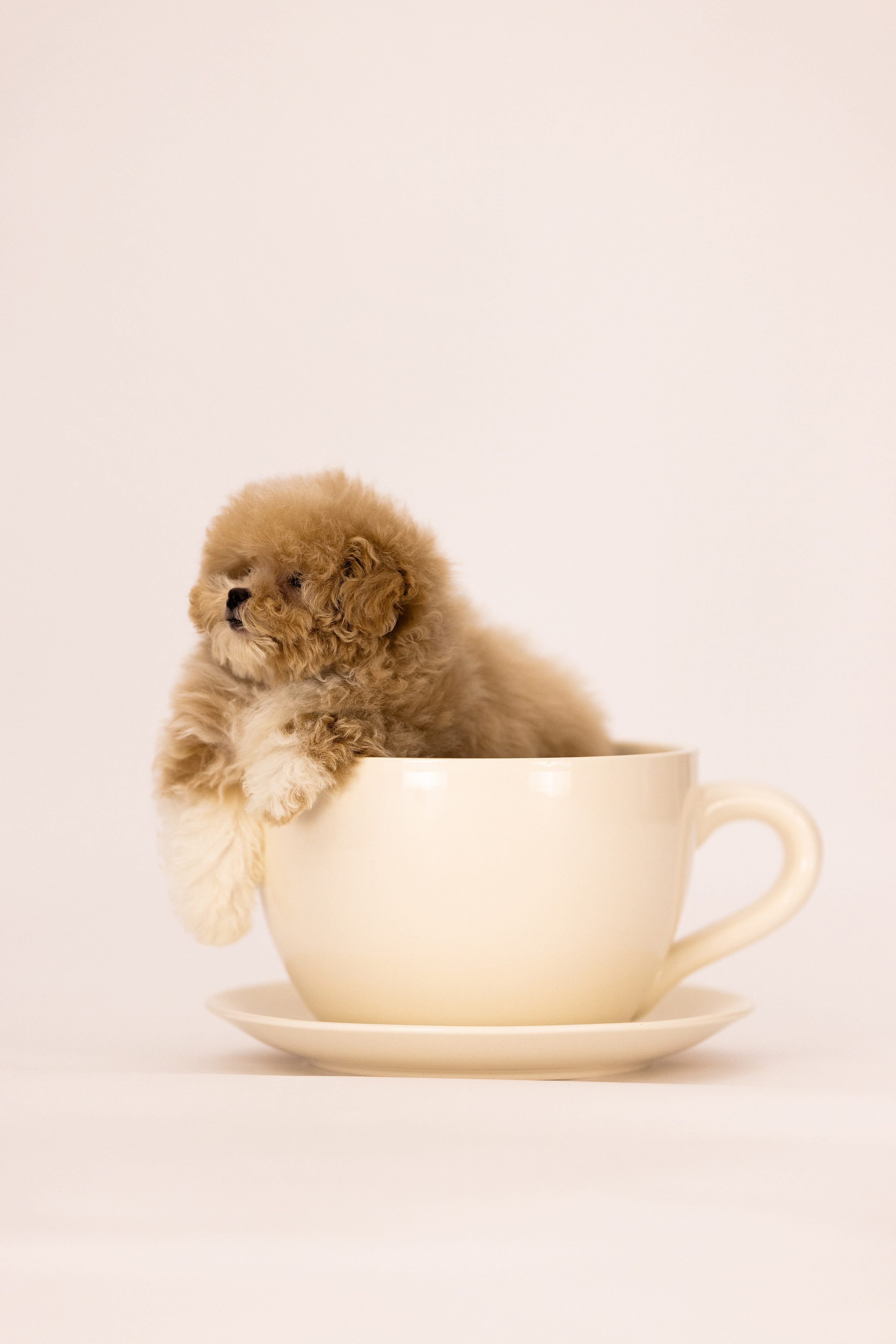 Мальтипу. Фотограф и видеограф анималист Аганина Дарья