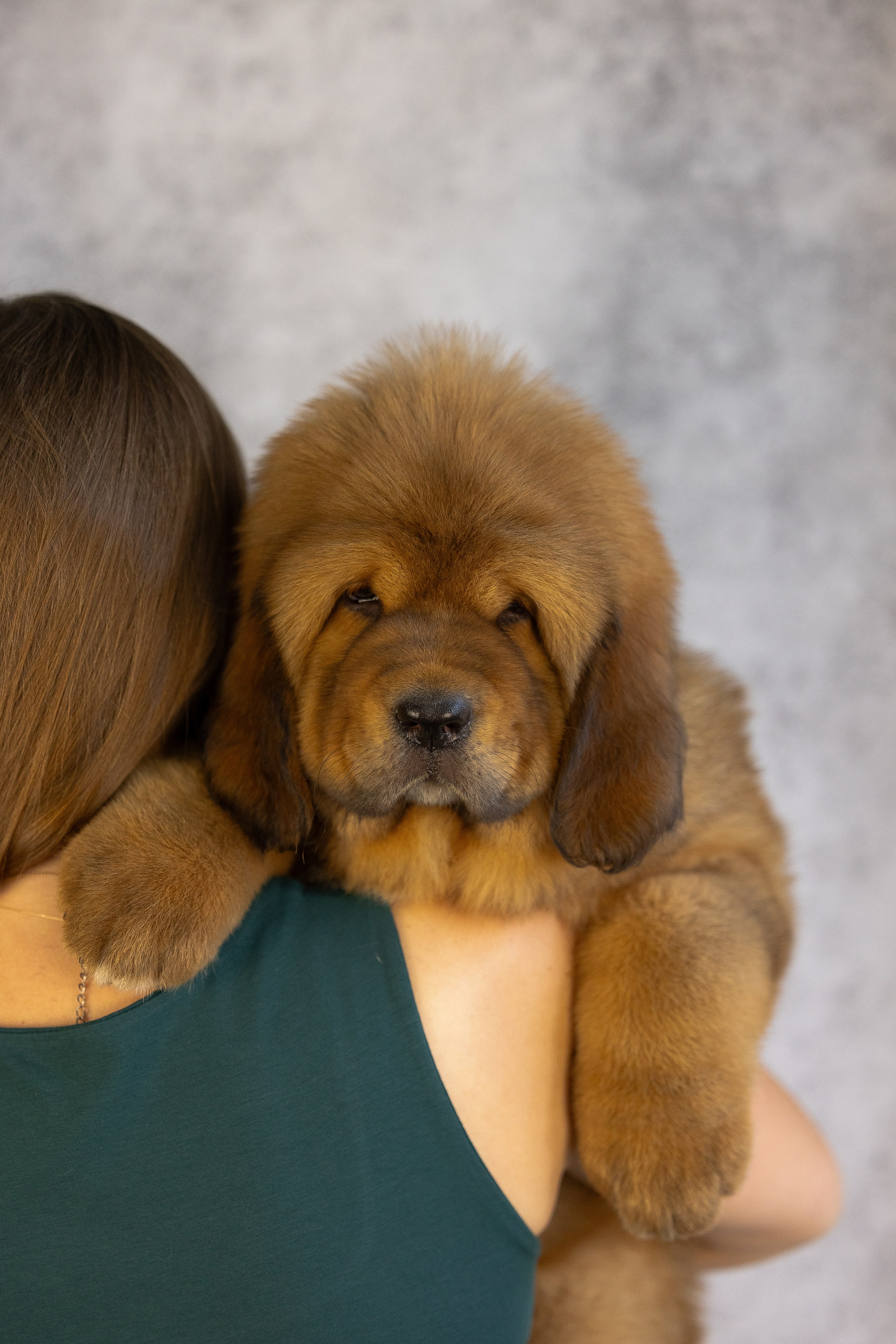 Тибетский мастиф. Фотограф и видеограф анималист Аганина Дарья