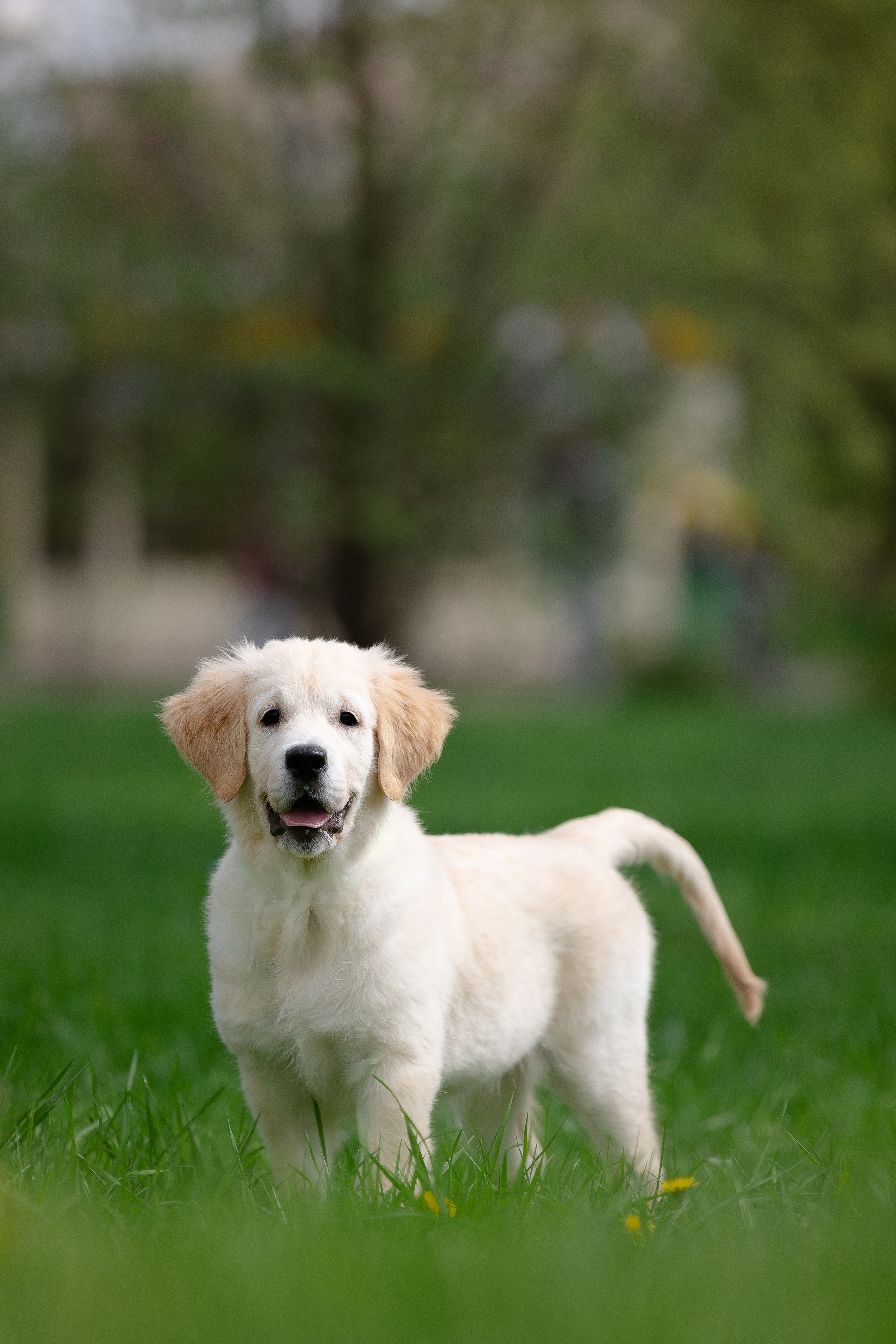 Голден ретривер. Фотограф и видеограф анималист Аганина Дарья