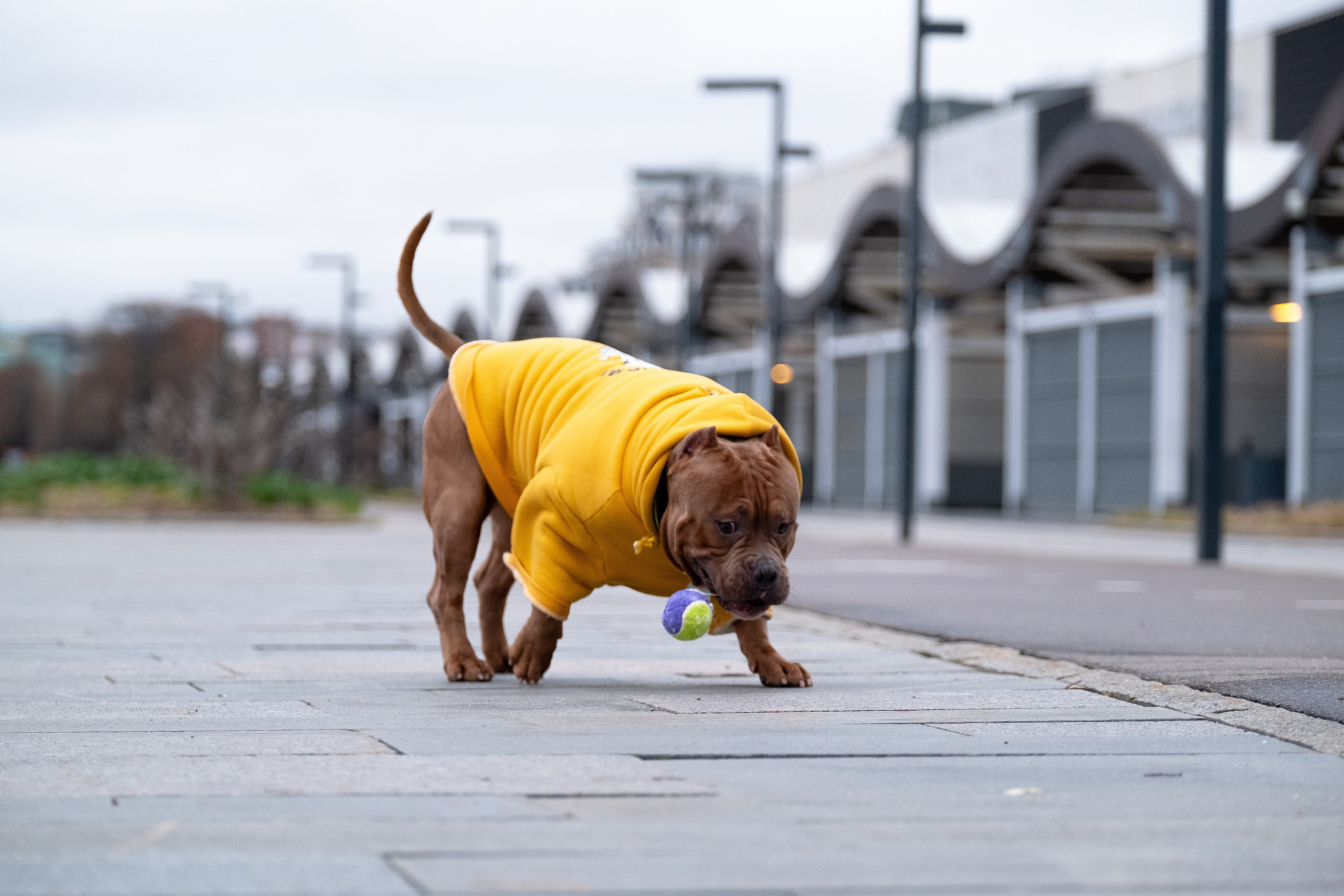Спай и его семья. Фотограф и видеограф анималист Аганина Дарья