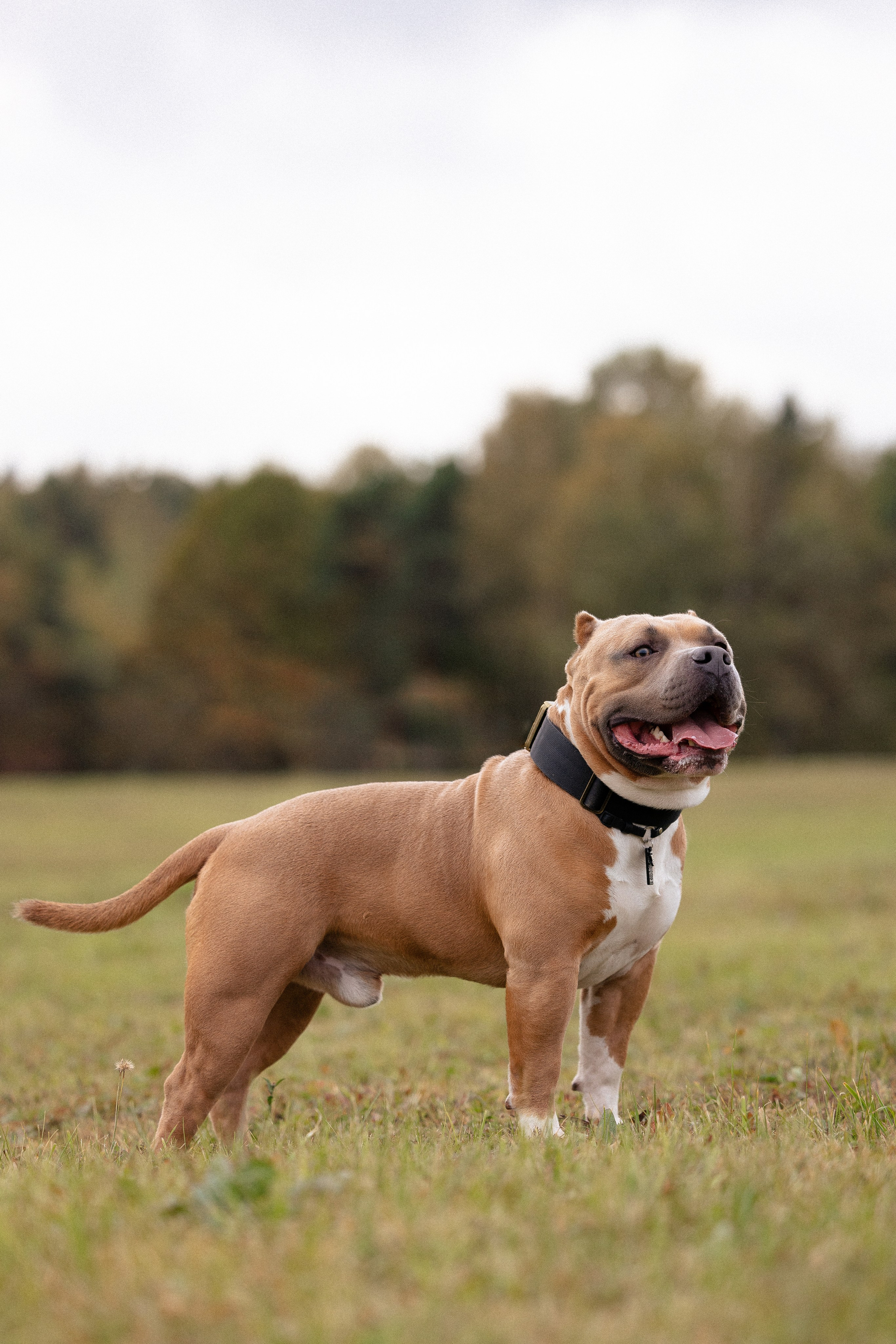 Алена и Тор. Фотограф и видеограф анималист Аганина Дарья