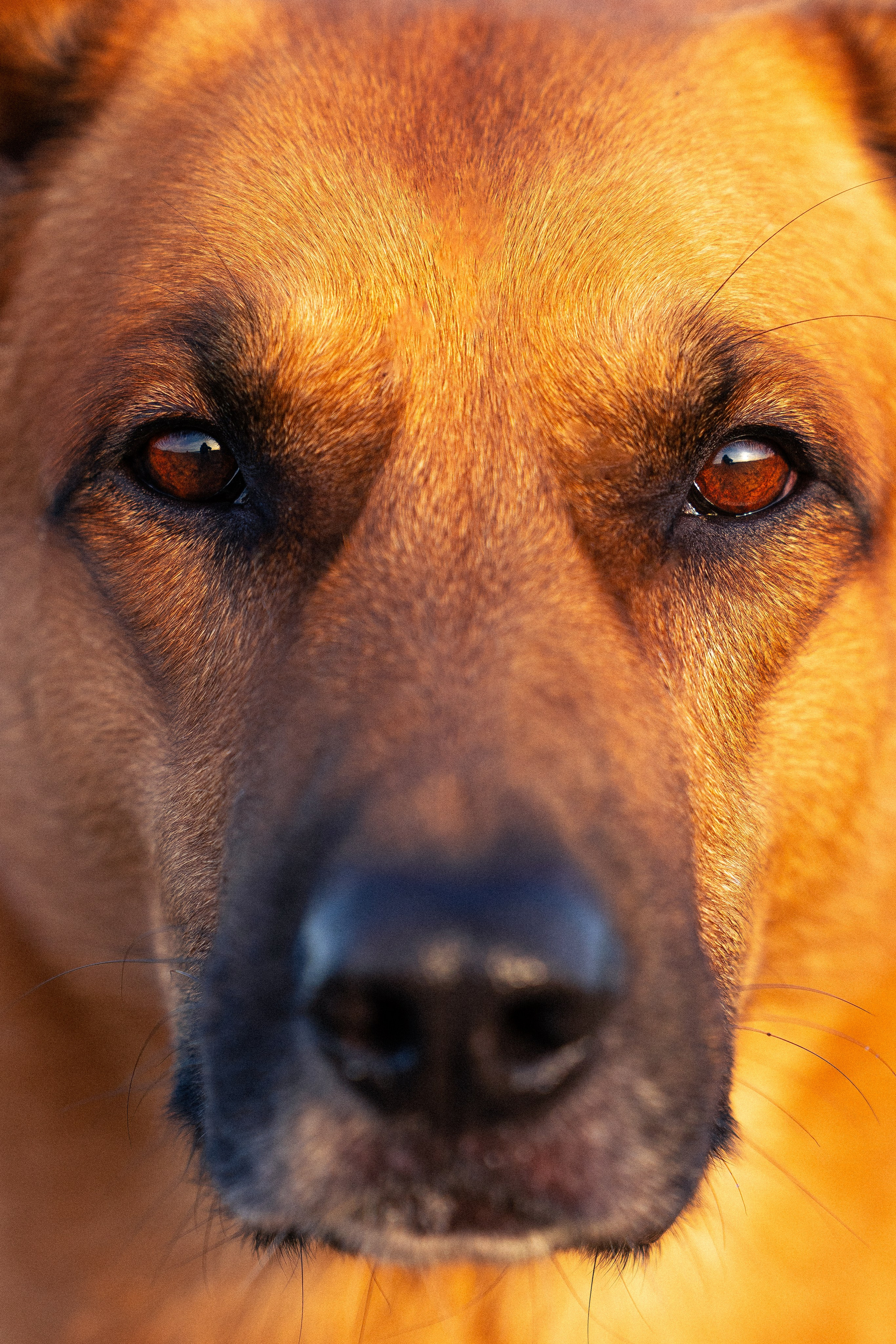 Кольский. Фотограф и видеограф анималист Аганина Дарья