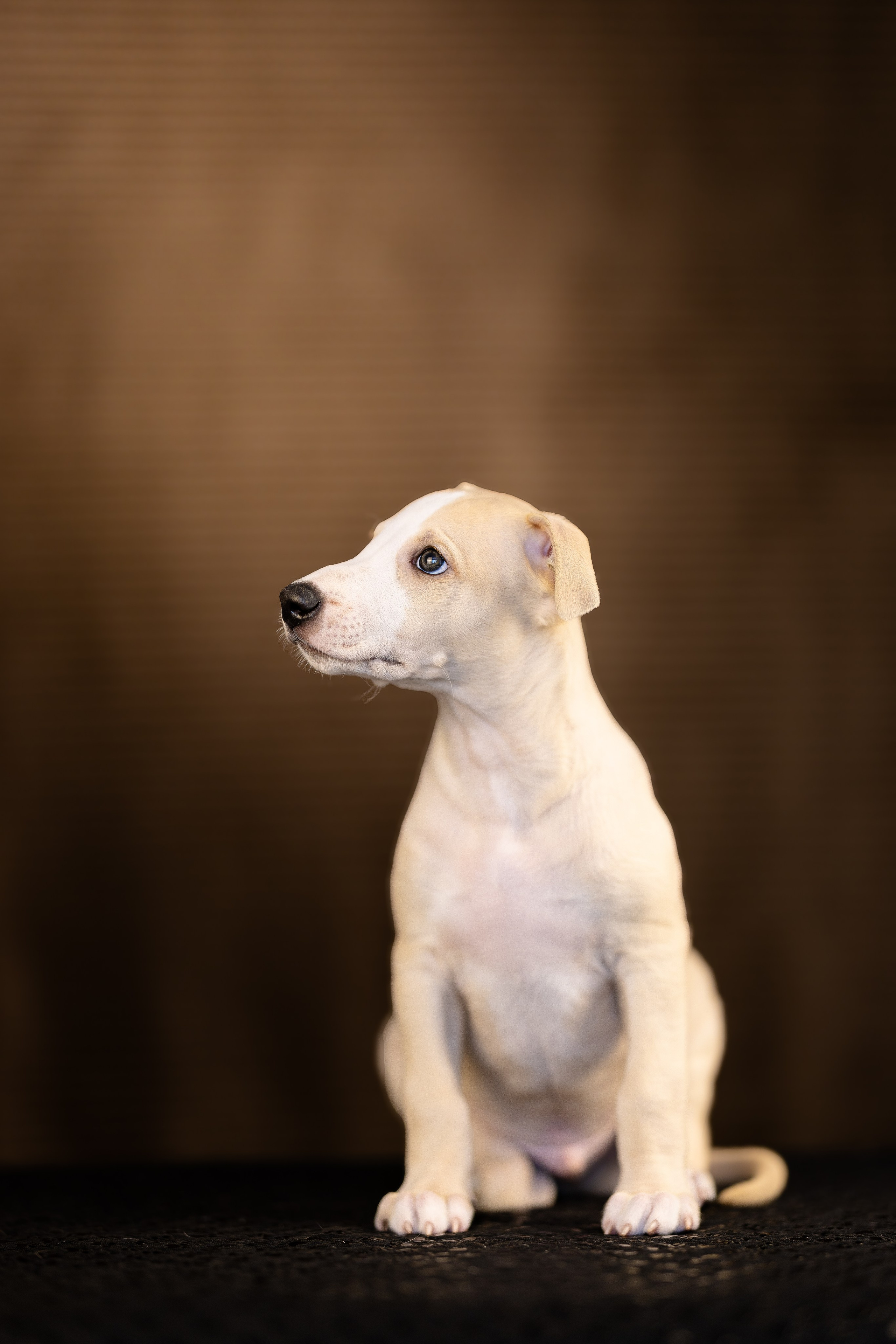 Уиппет. Фотограф и видеограф анималист Аганина Дарья