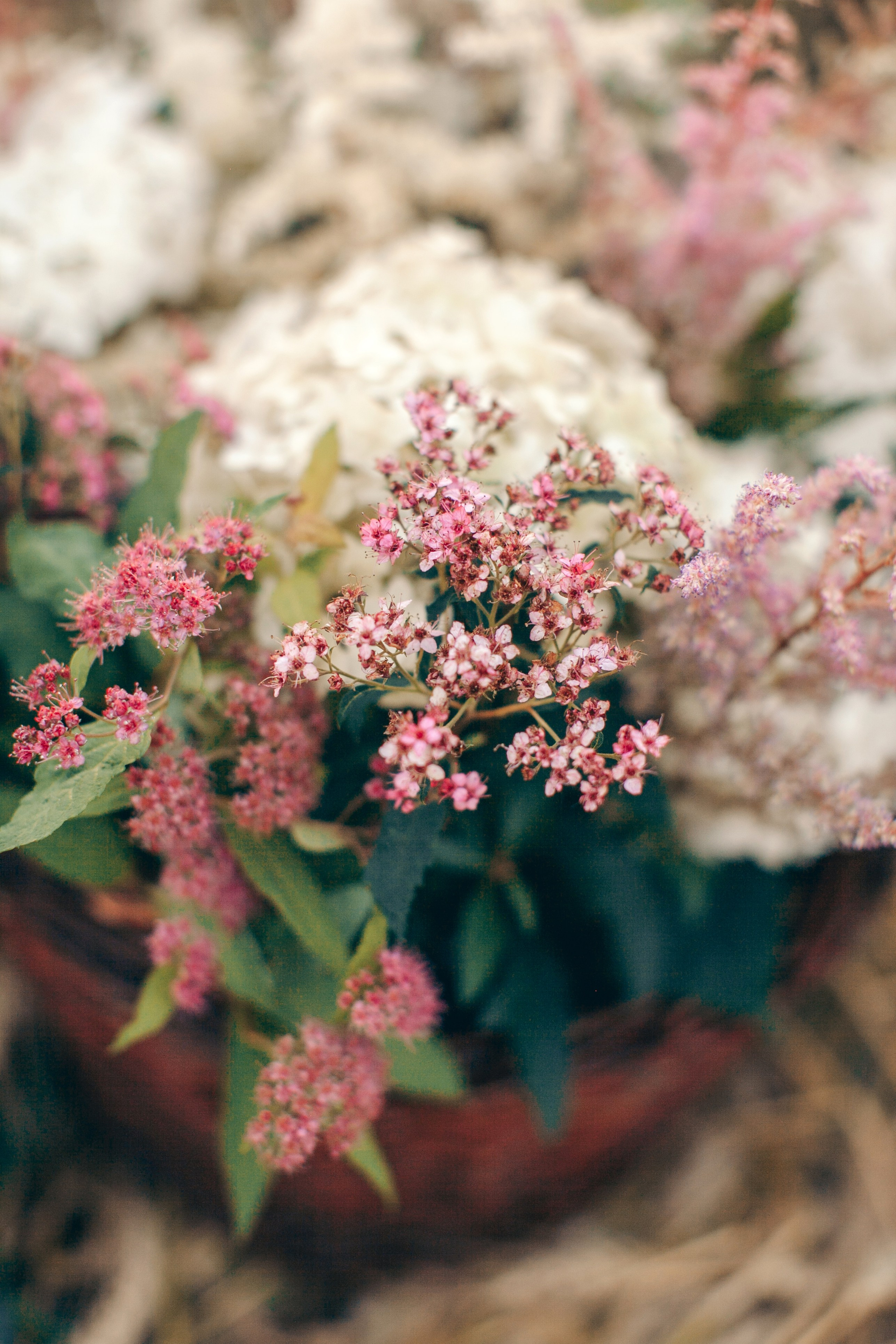 Семейная фотосессия в поле на закате. Фотограф Ольга Ефремова