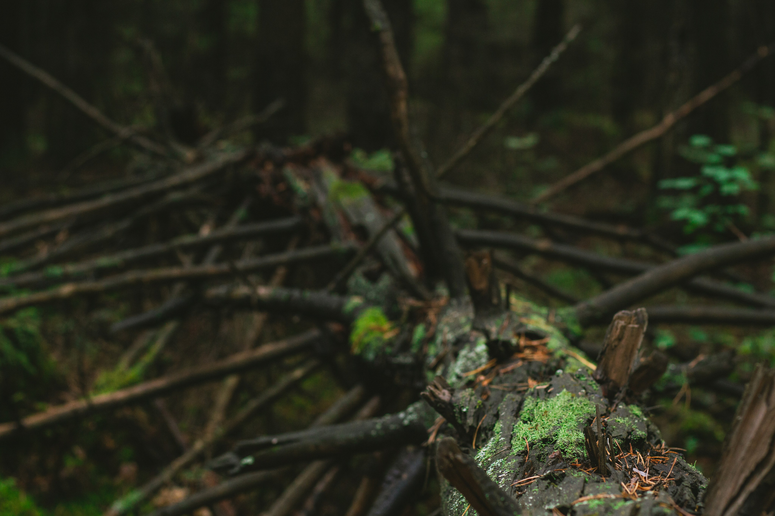 Александр и лес. Фотограф из Первоуральска Роман Заиченко