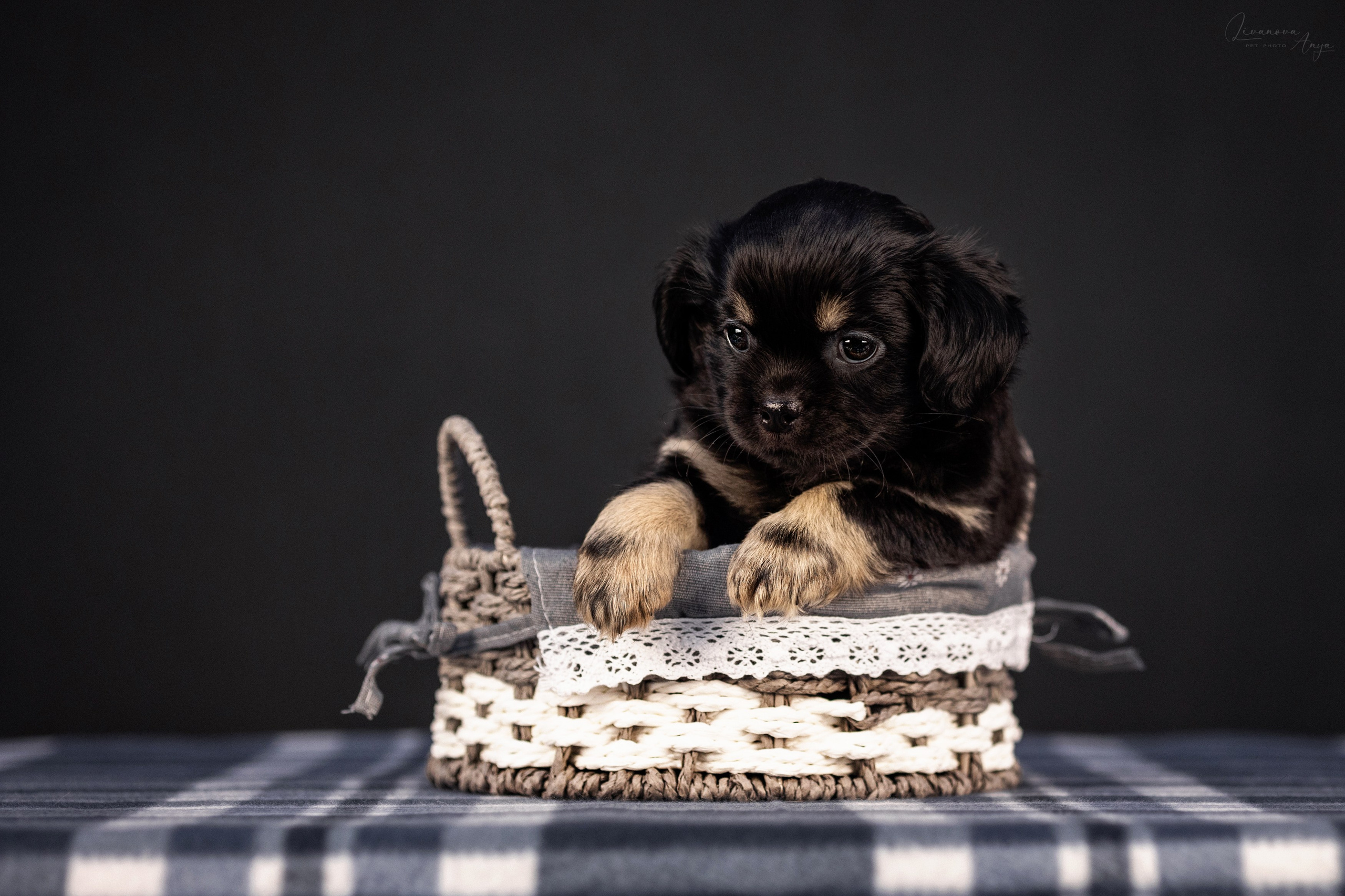 Тибетские спаниели. Фотограф анималист Аня Ливанова | Рыбинск