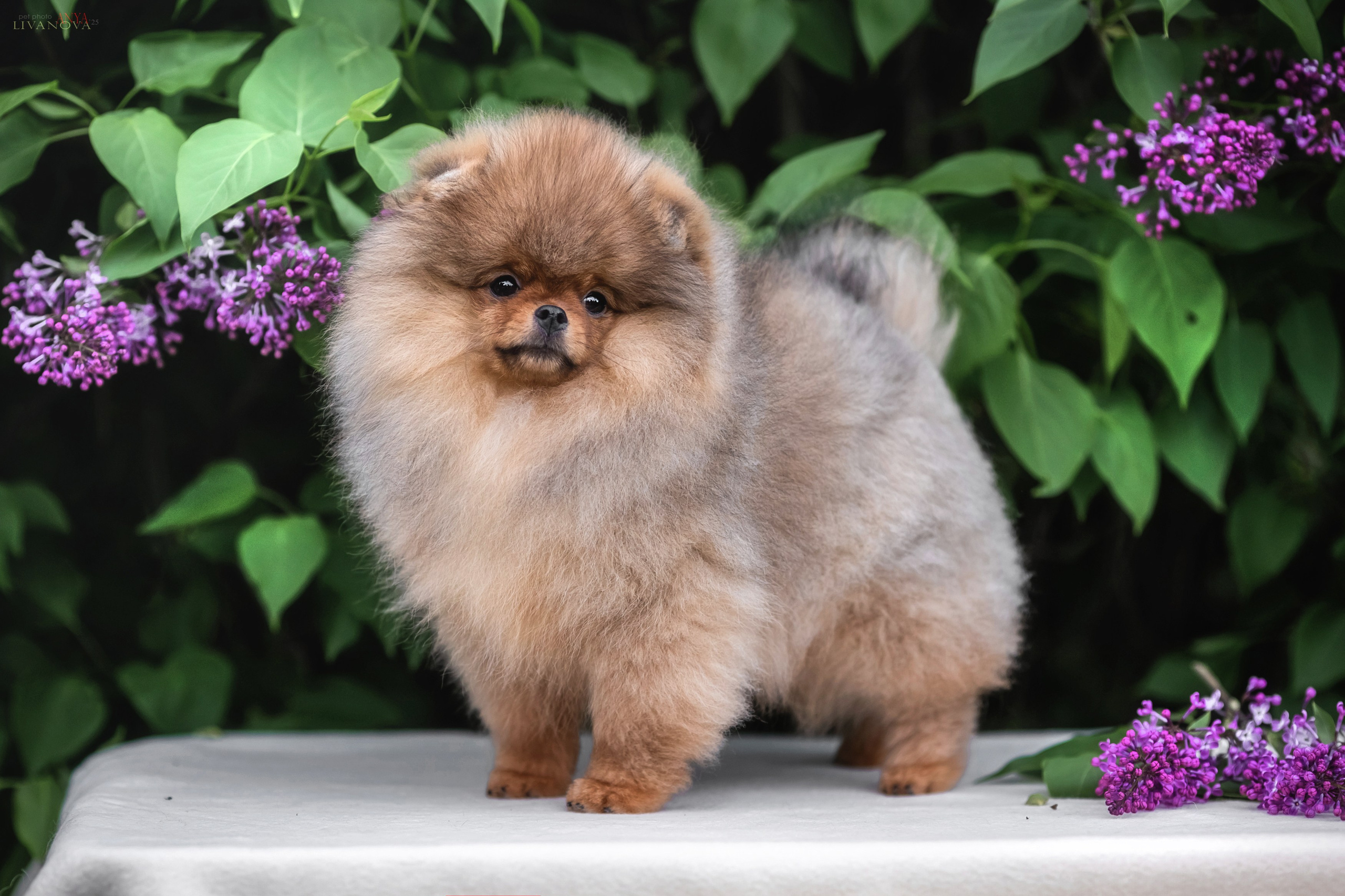 Шпицы. Фотограф анималист Аня Ливанова | Рыбинск