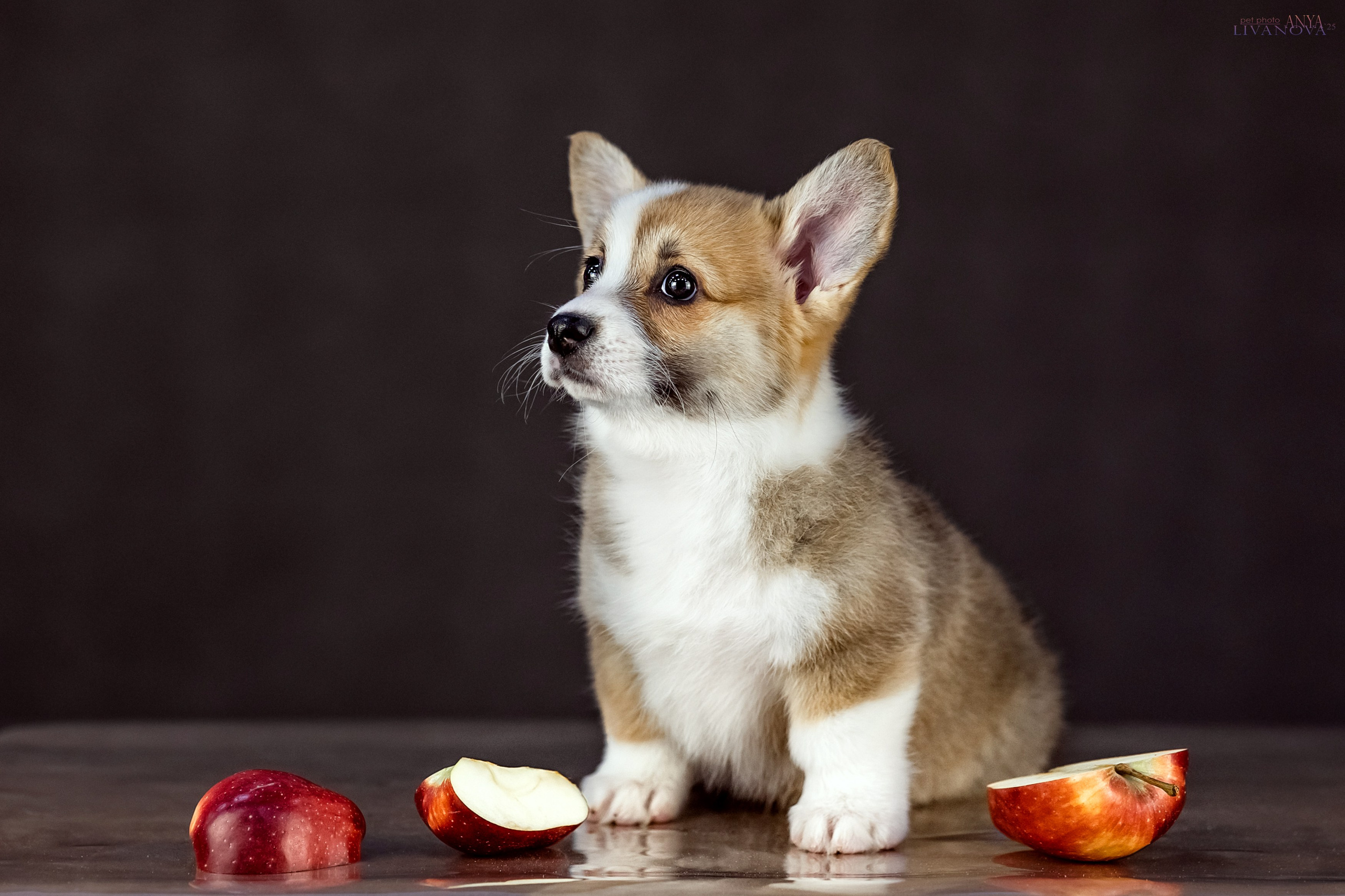 Коржики. Фотограф анималист Аня Ливанова | Рыбинск