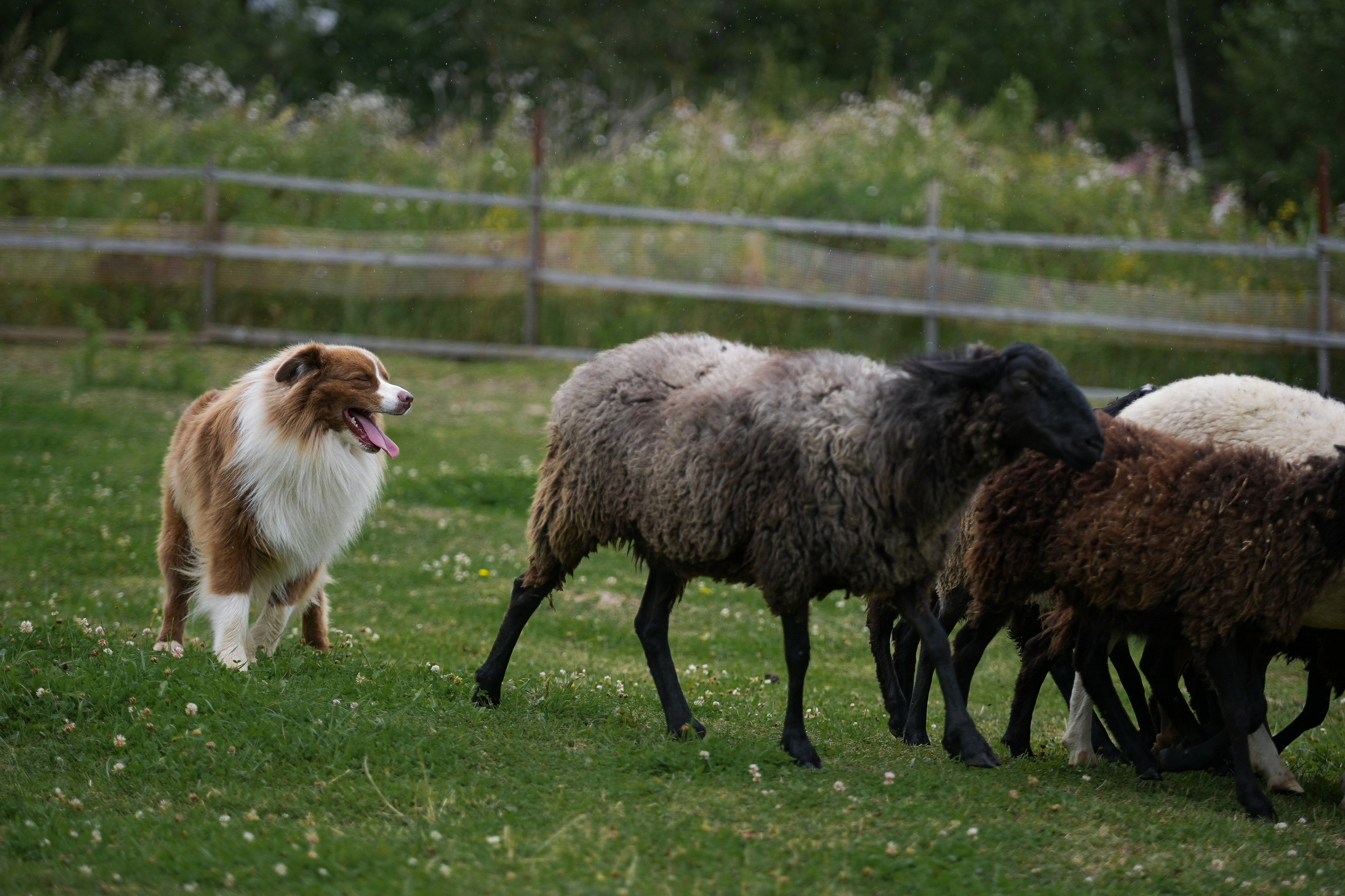 Пастьба собак. Творческий фотограф Вологда