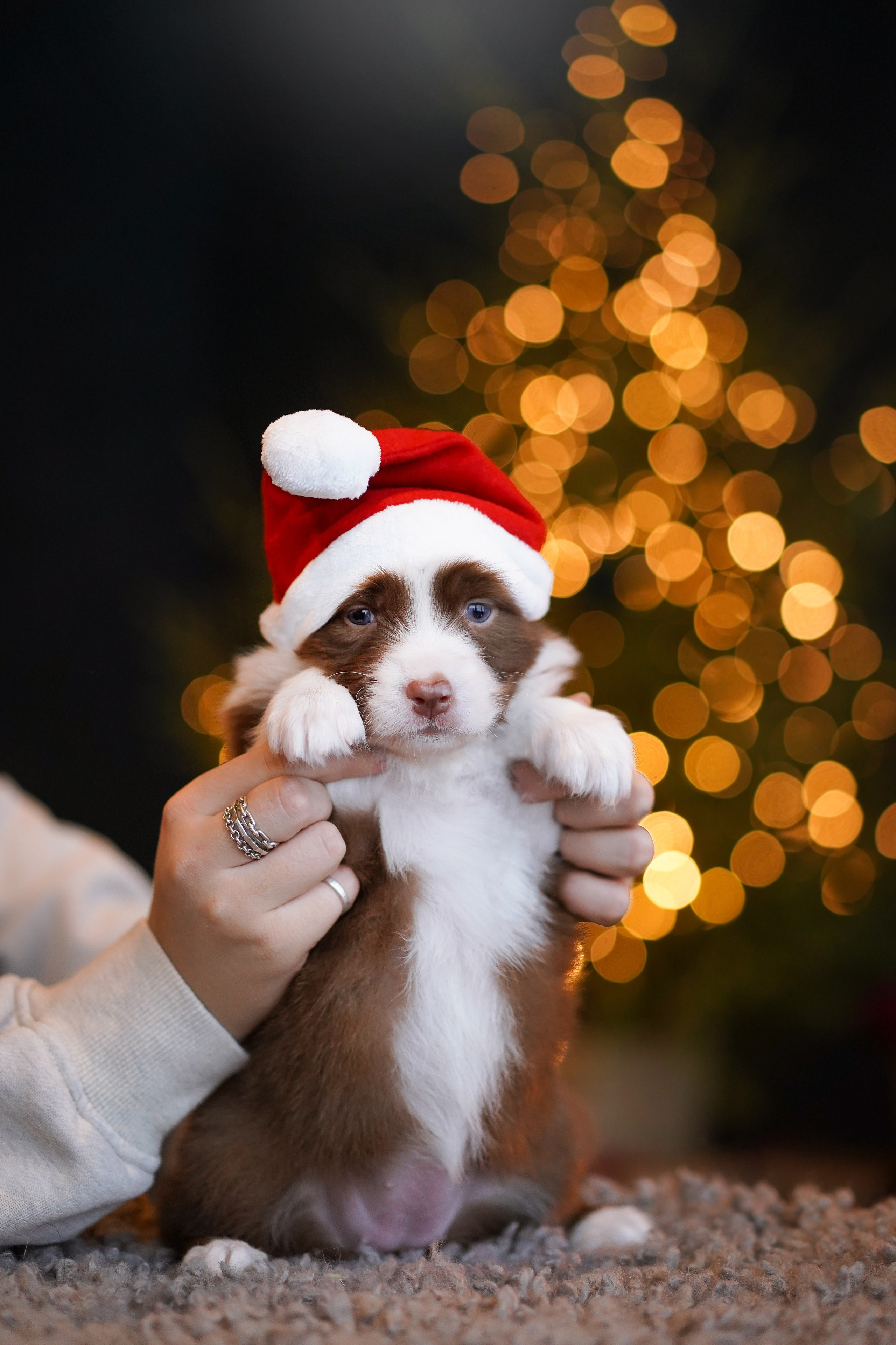 Съемка щеночков в студии. Фотограф-анималист в Санкт-Петербурге Яна Мартынова