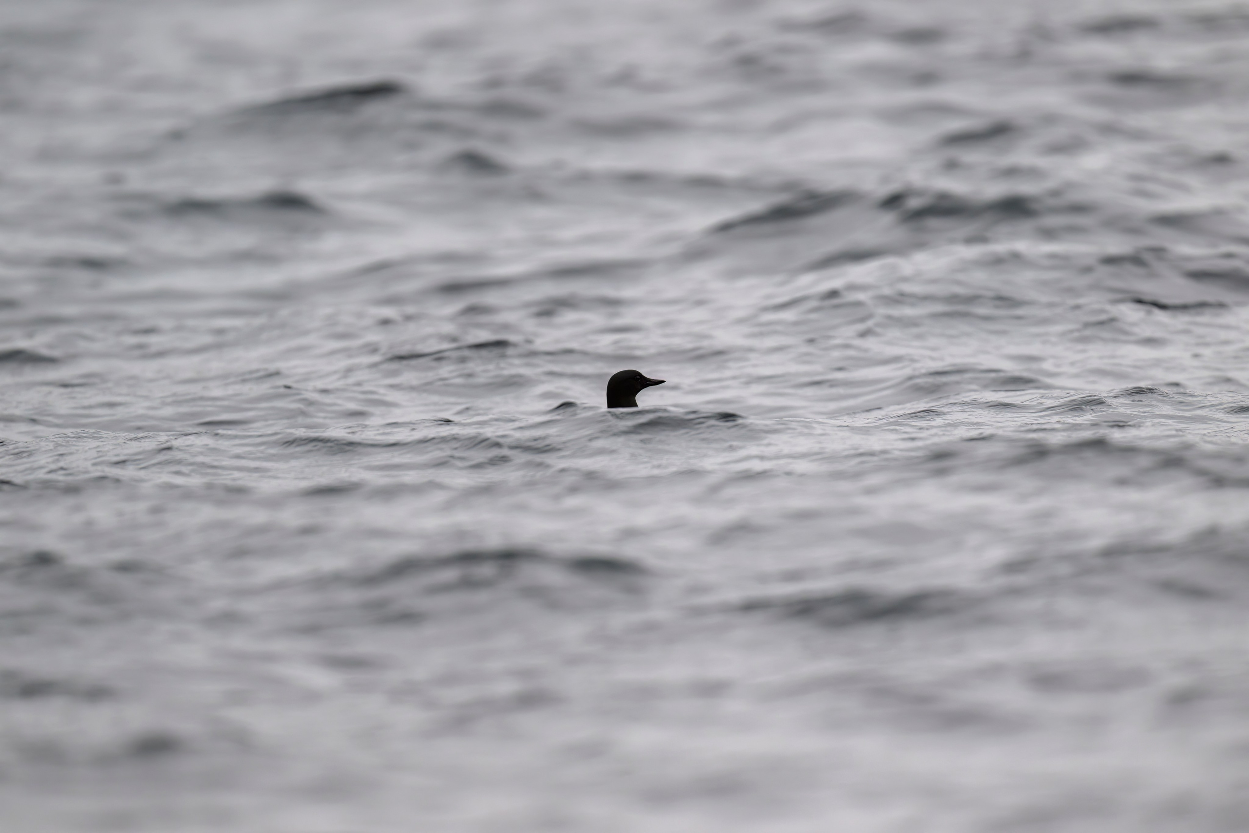 Мурманская область. Июнь 2024. Фотограф Сергей Пупонин