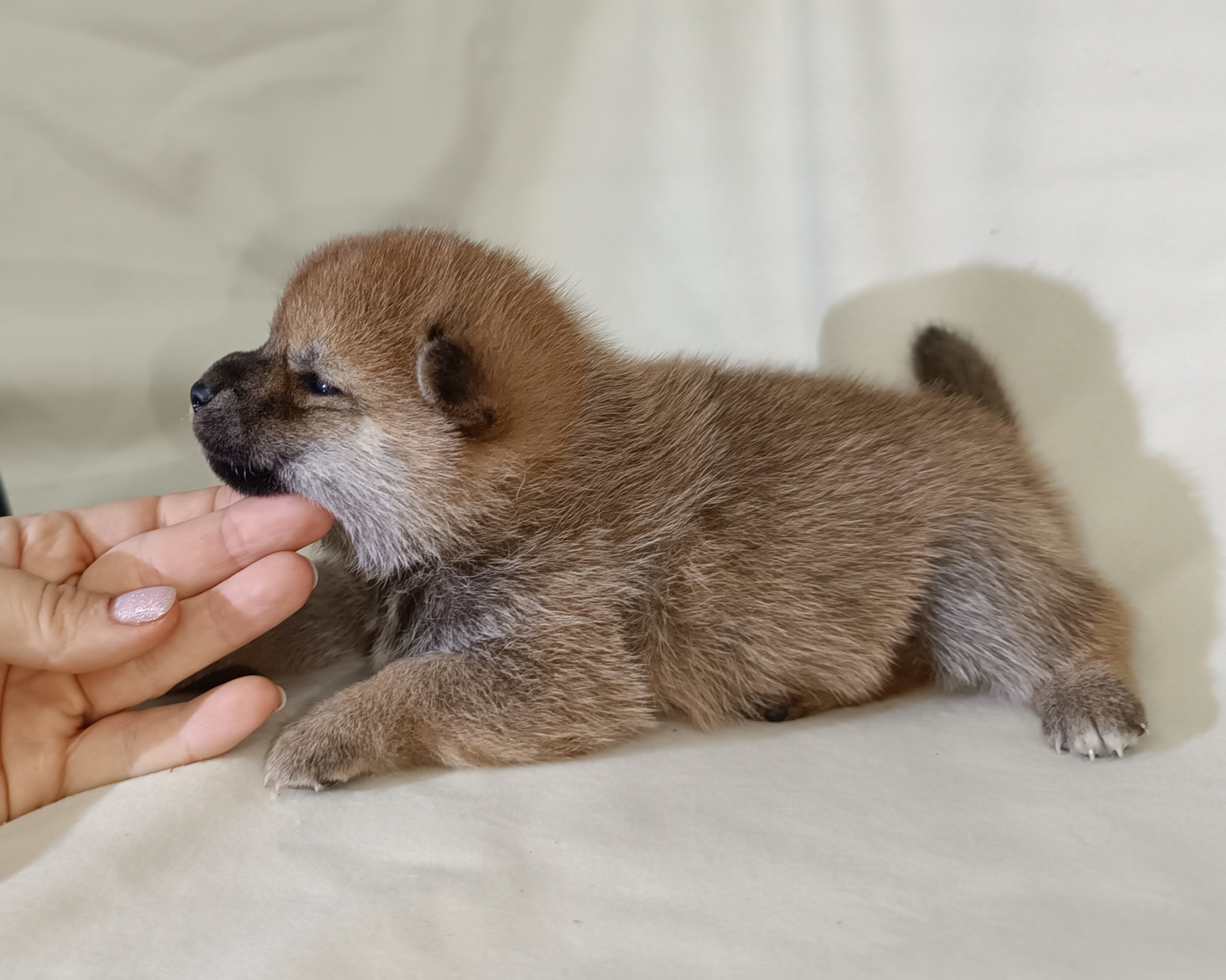 сиба питомник Рубилайт щенки на продажу rubylight  сиба щенки купить СПб Санкт-Петербург 