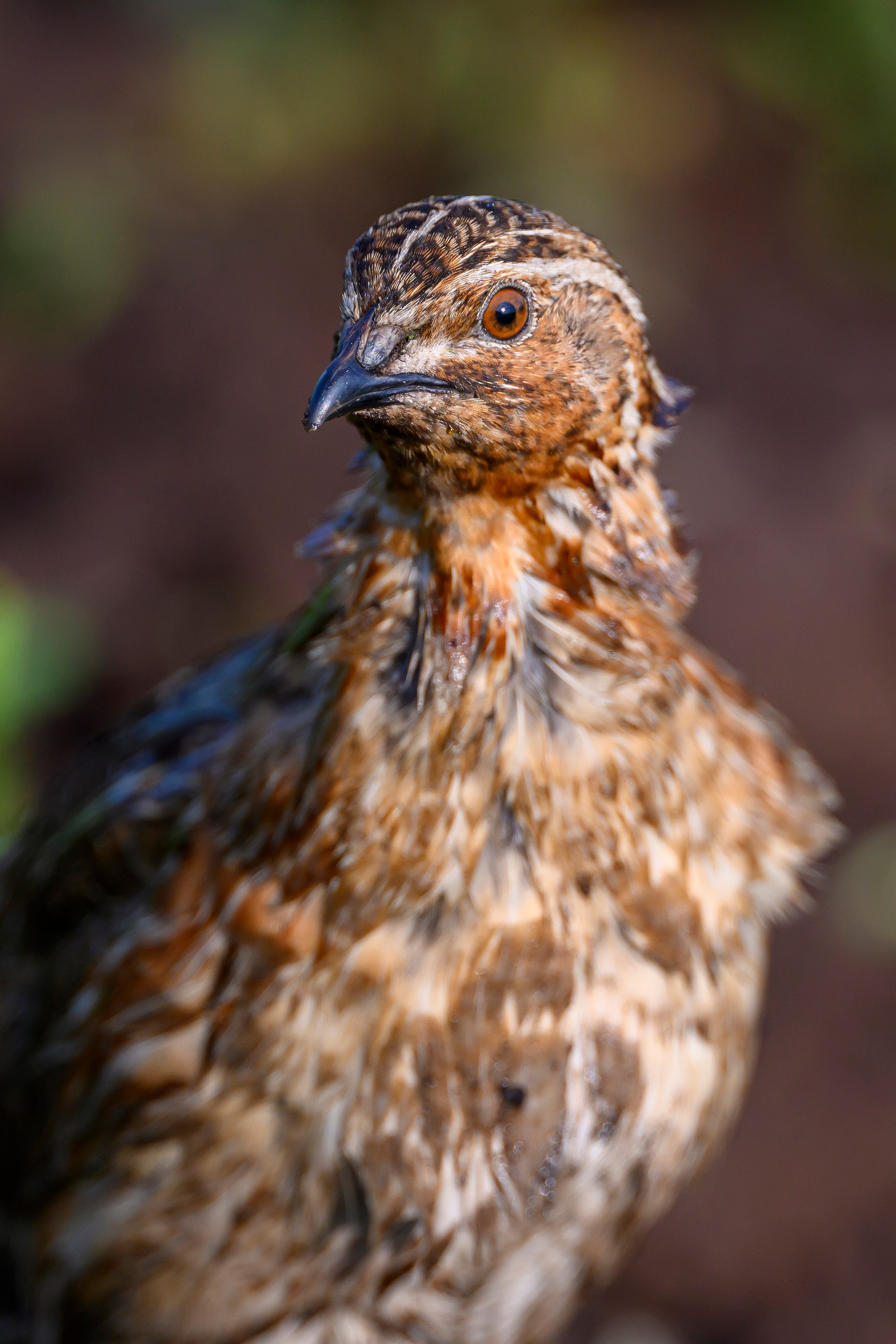 Перепел. Wildlife photography by Sergey Puponin