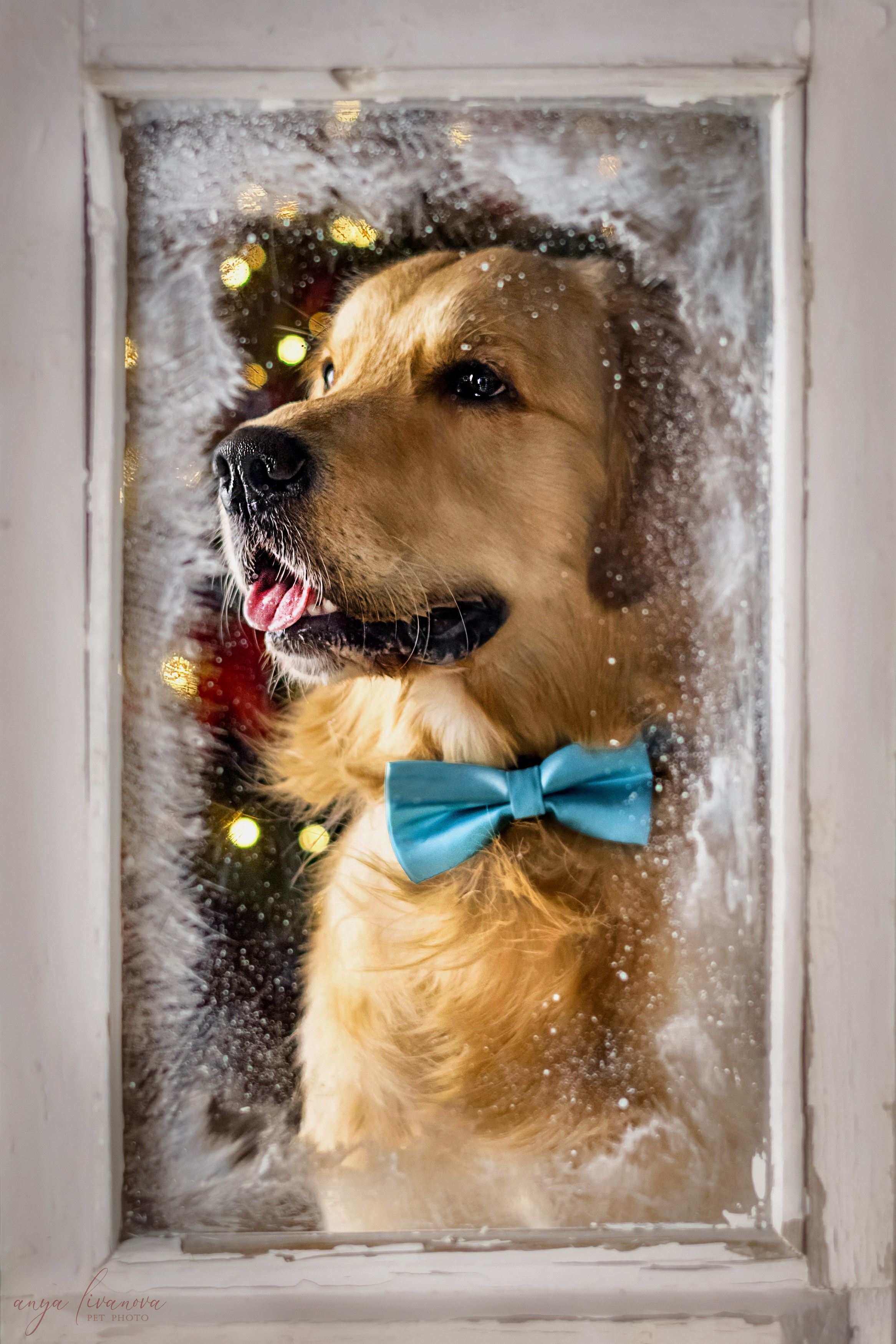 Окошко. Фотограф анималист Аня Ливанова | Рыбинск