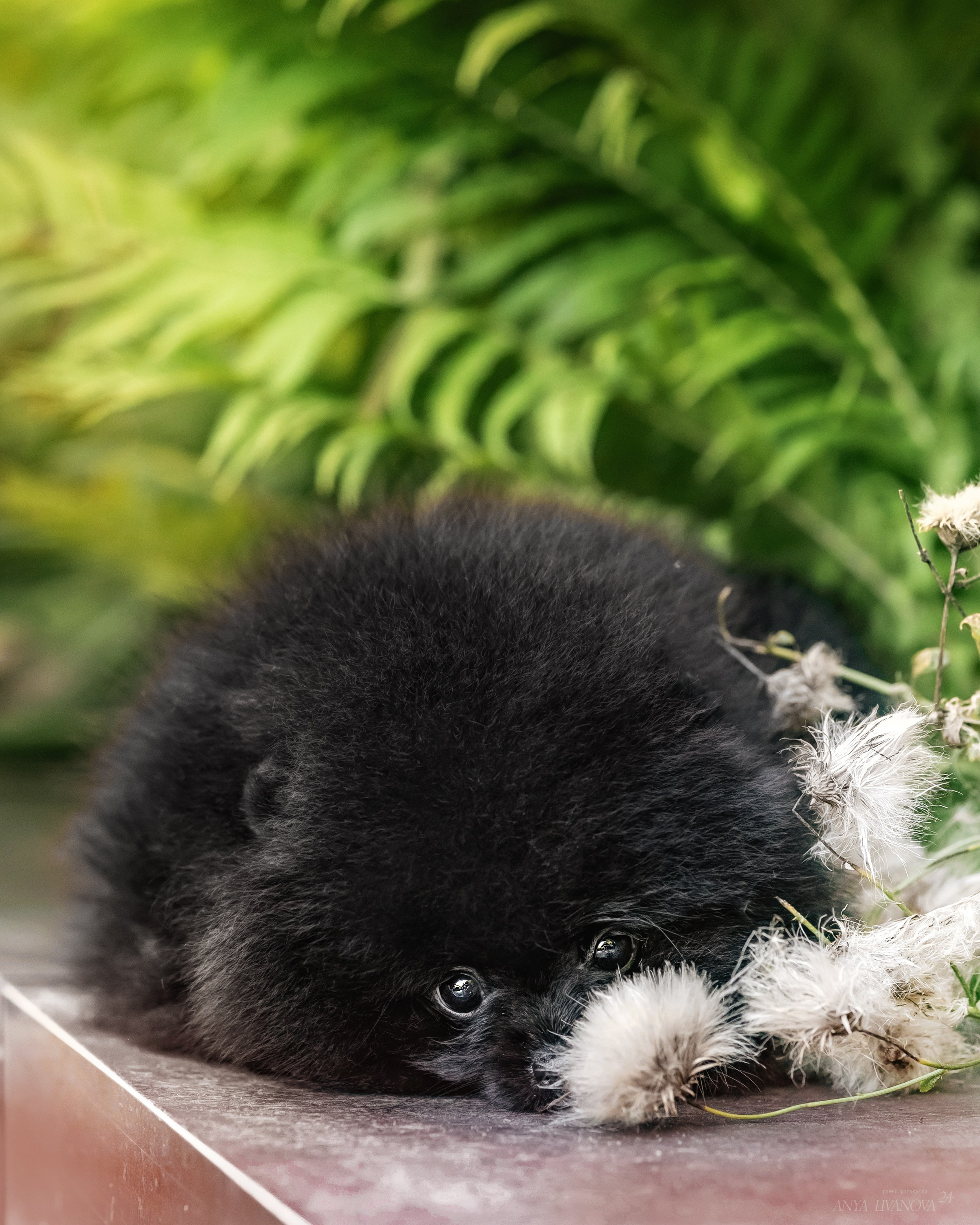 Шпицы. Фотограф анималист Аня Ливанова | Рыбинск