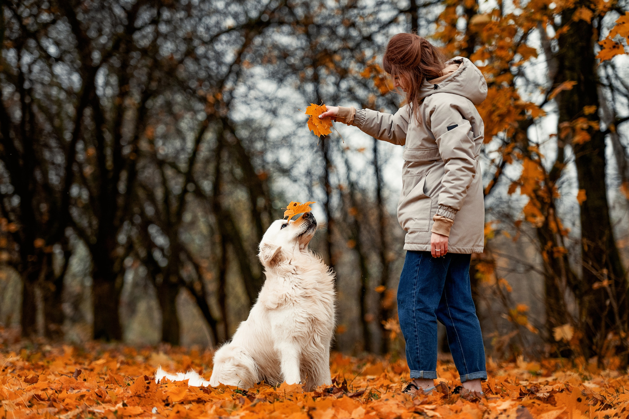 Айс и золотая осень. Фотограф-анималист
