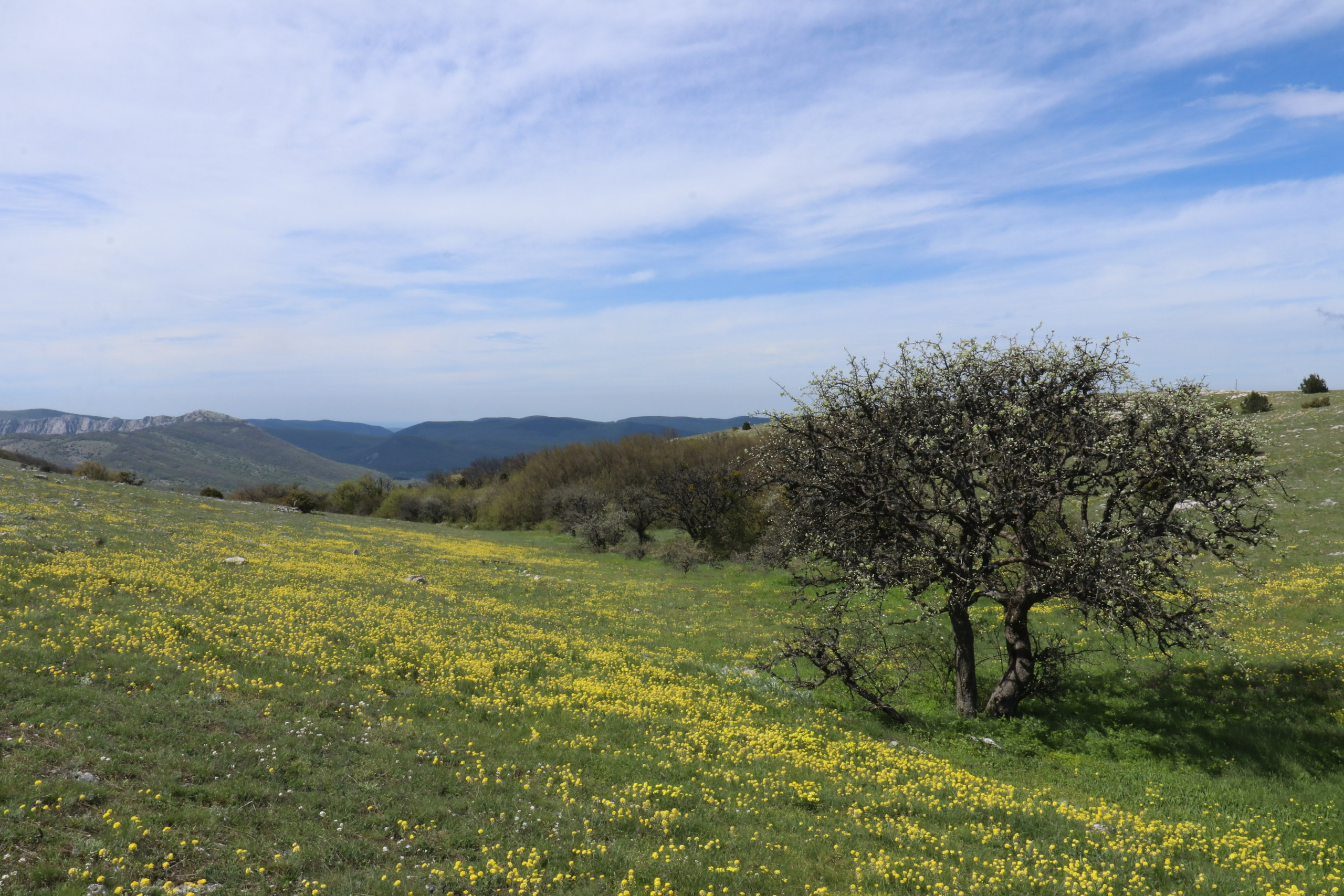Крым. ЮБК (Севастополь, Кастрополь, Ялта). Май 2023. Путешественник-фотограф из Санкт-Петербурга Татьяна Свистулина