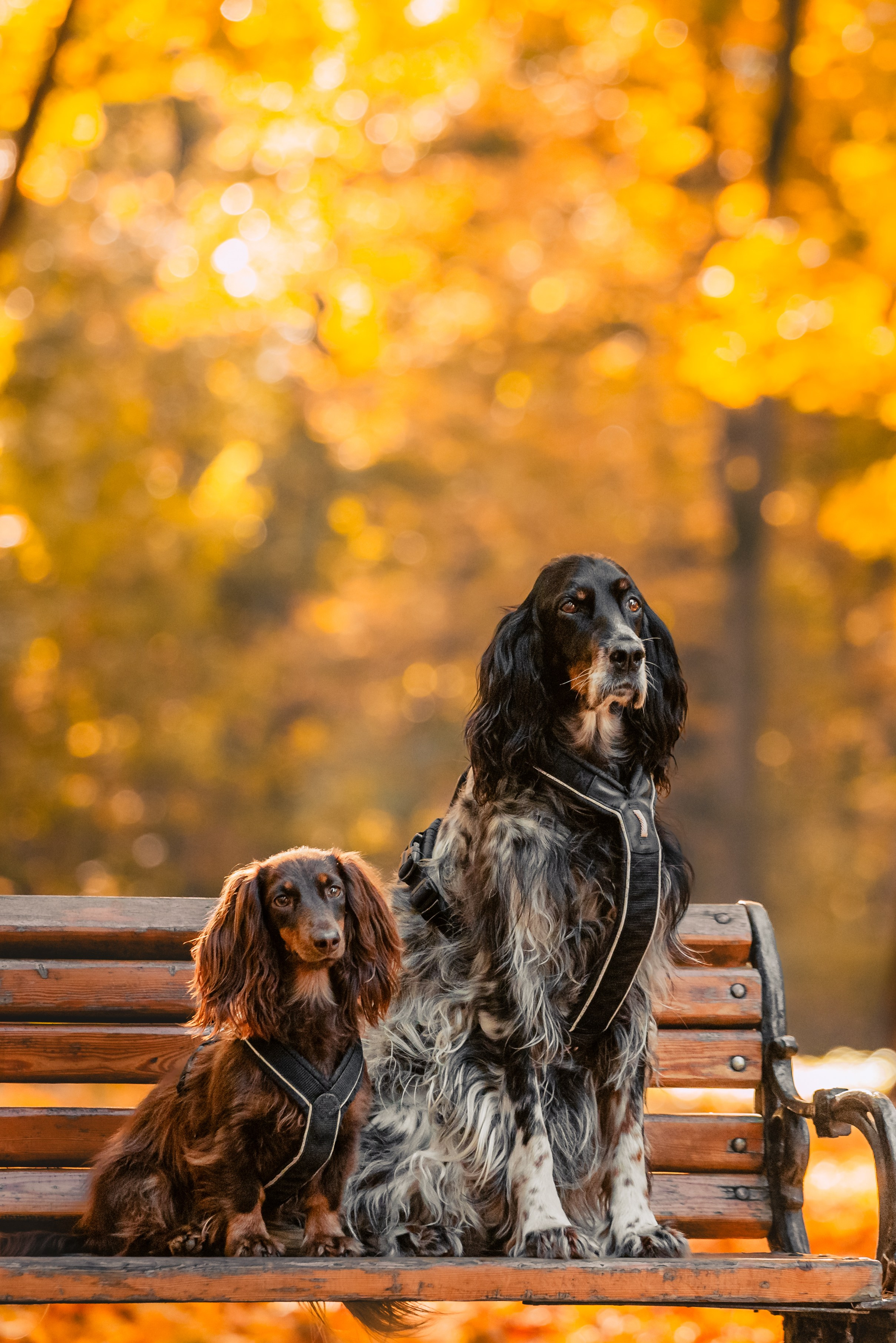 Света, Хайди, Богдана. Фотограф-анималист Татьяна Степанова