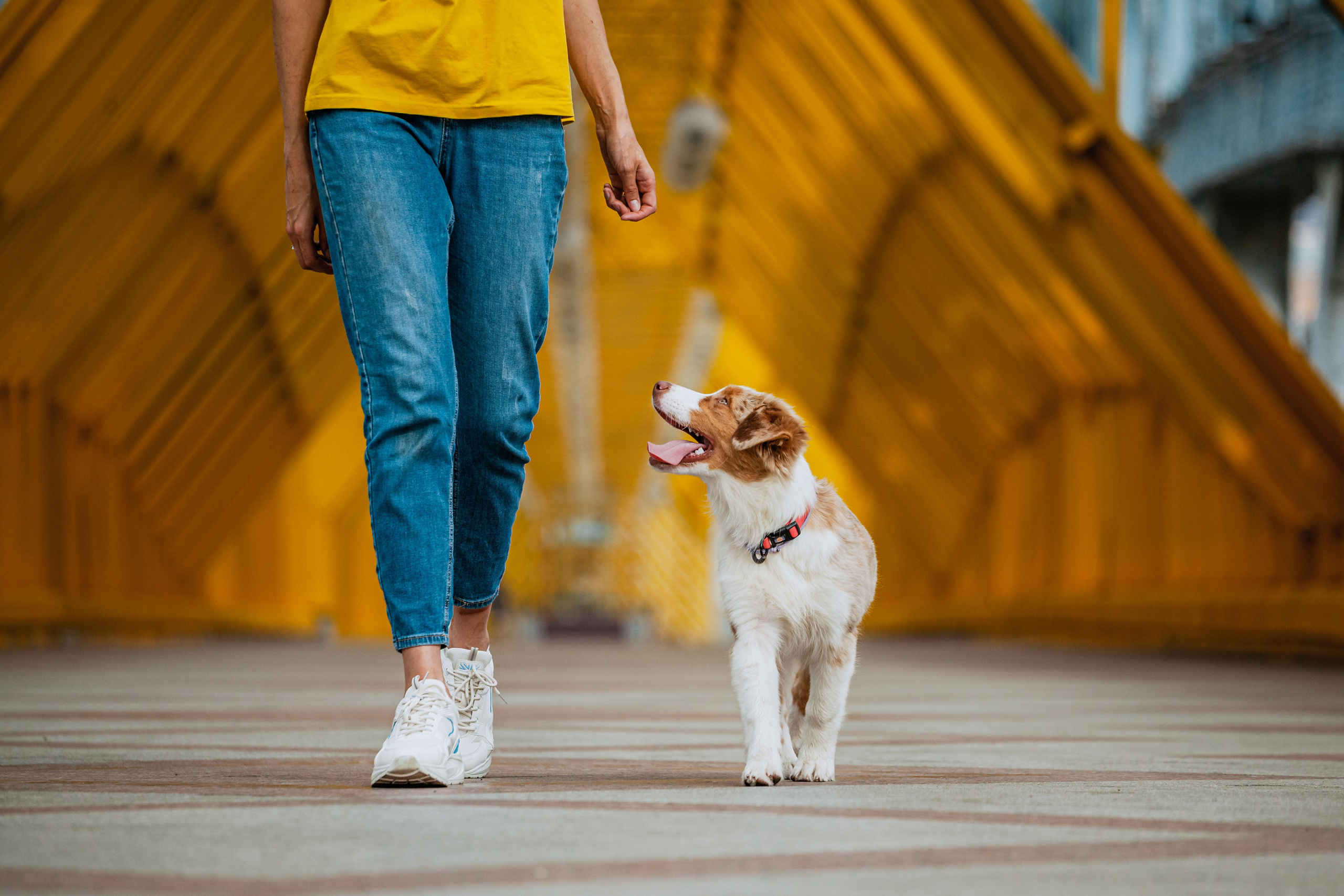 Андреевский мост. Фотограф-анималист Татьяна Степанова