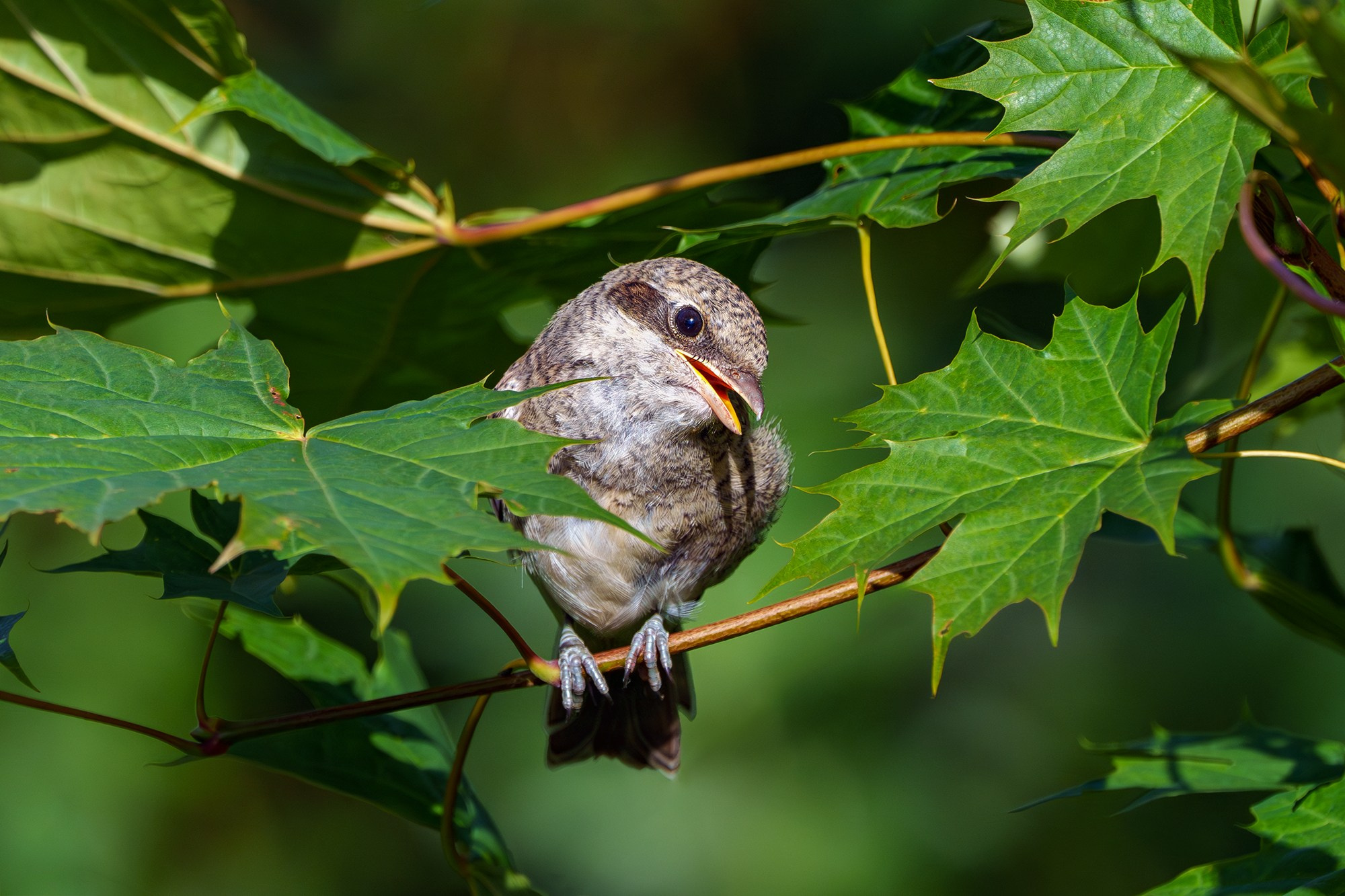 Удивительные мир птиц. Вокруг нас столько прекрасного — присмотритесь!. Ваш личный фотограф Марина Волкова