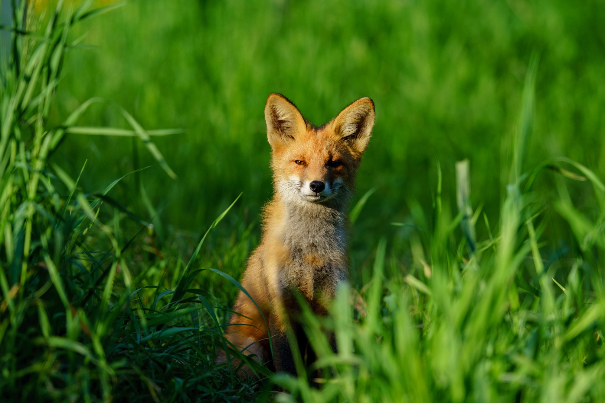 Животные. Ваш личный фотограф Марина Волкова