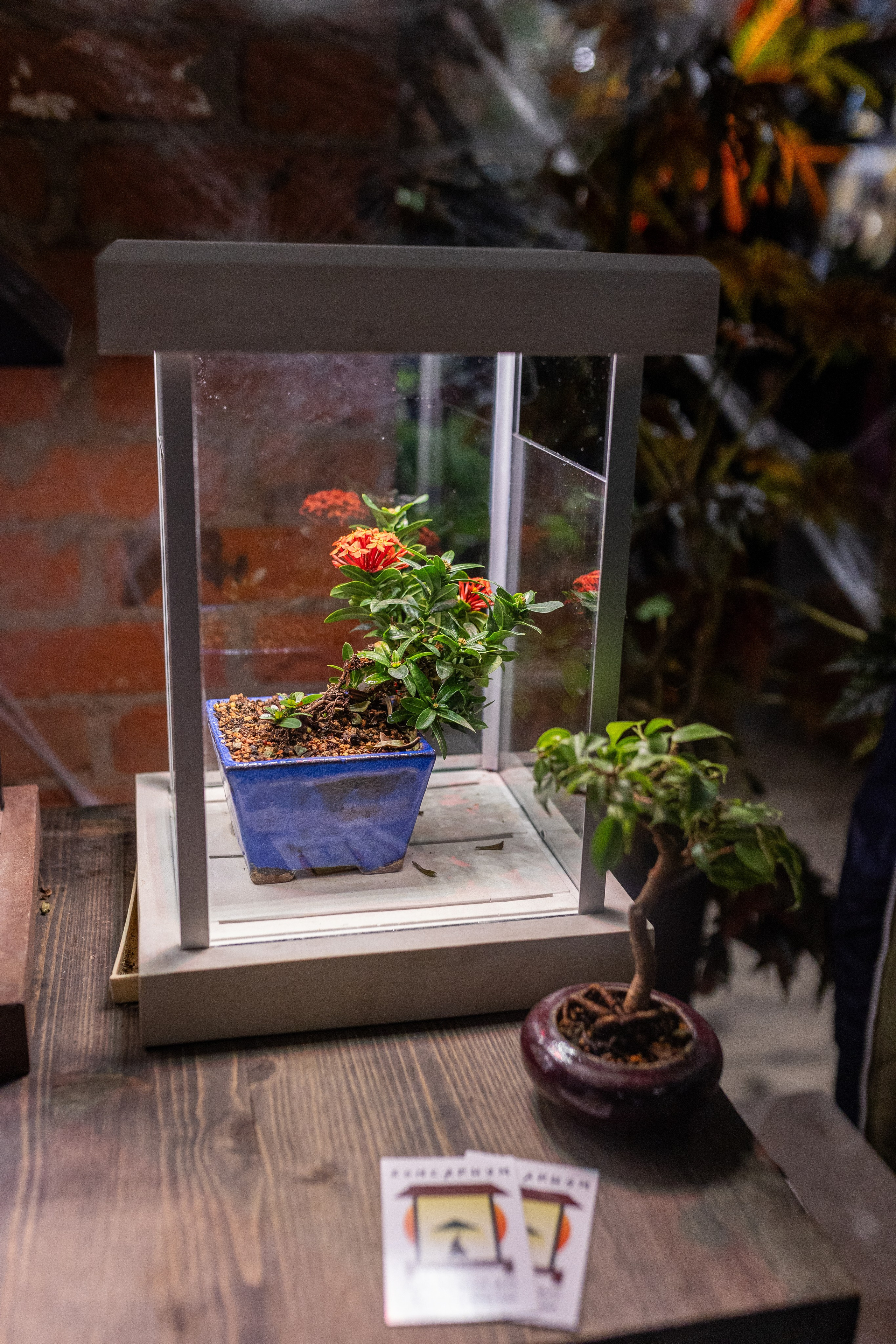 GreenRare ярмарка 2024. Александра Куликова фотограф, Москва