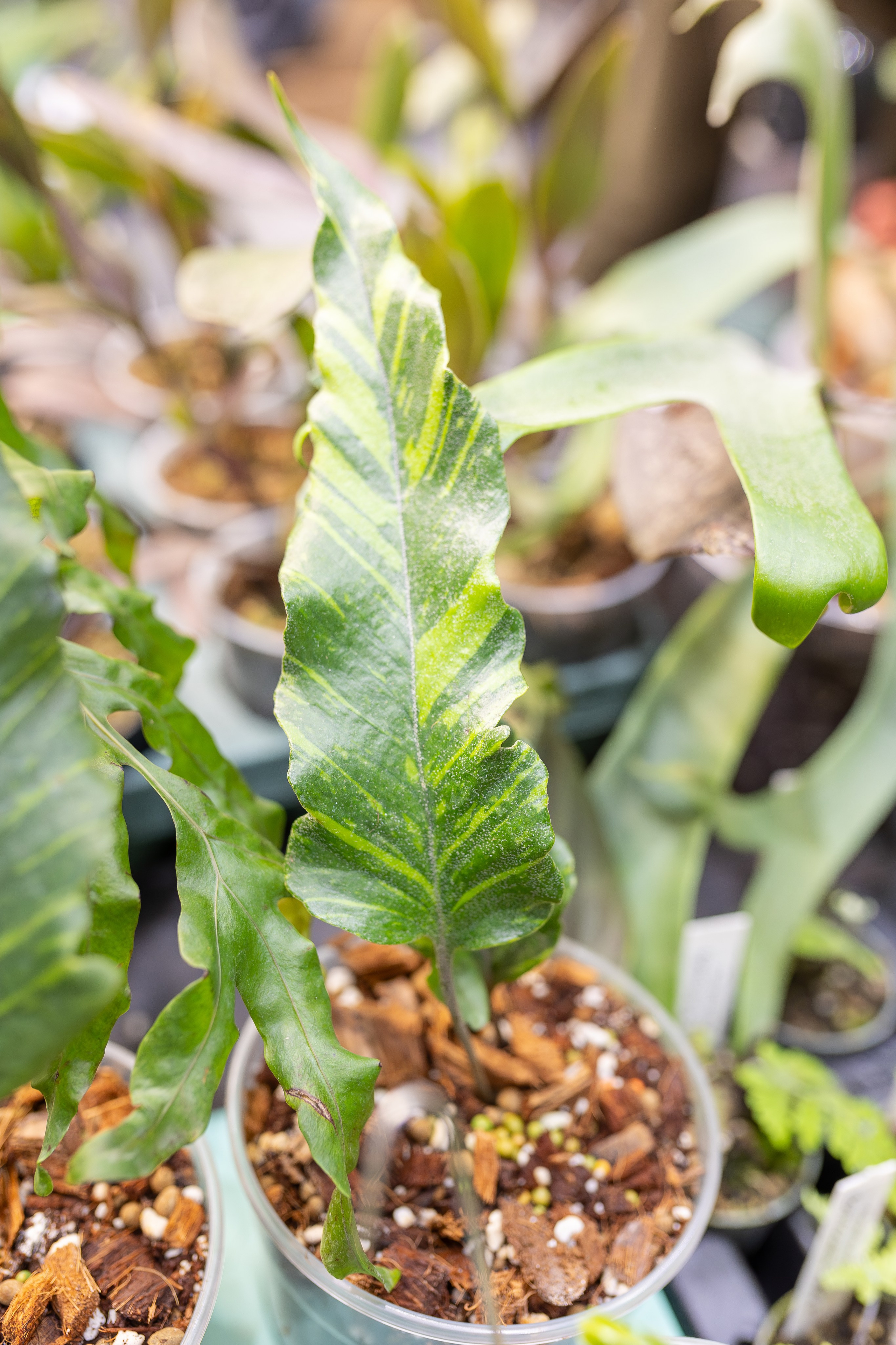 Монстериум апрель 2026. Александра Куликова фотограф, Москва