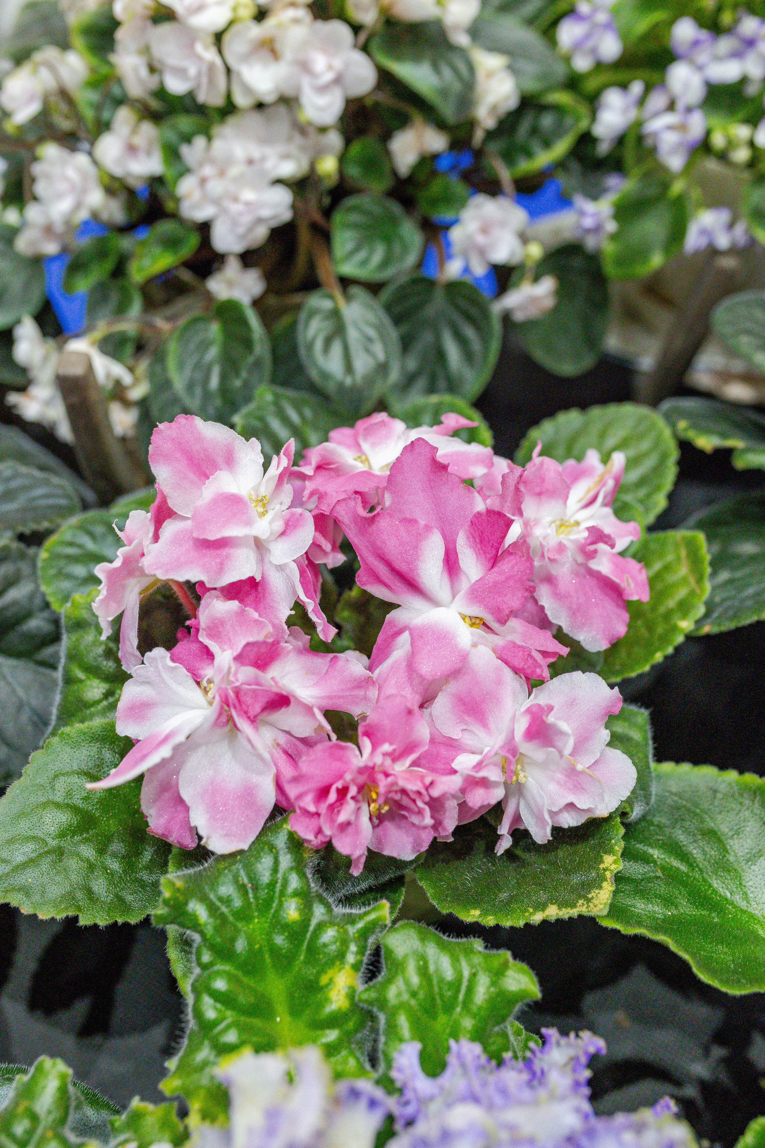 Монстериум апрель 2026. Александра Куликова фотограф, Москва