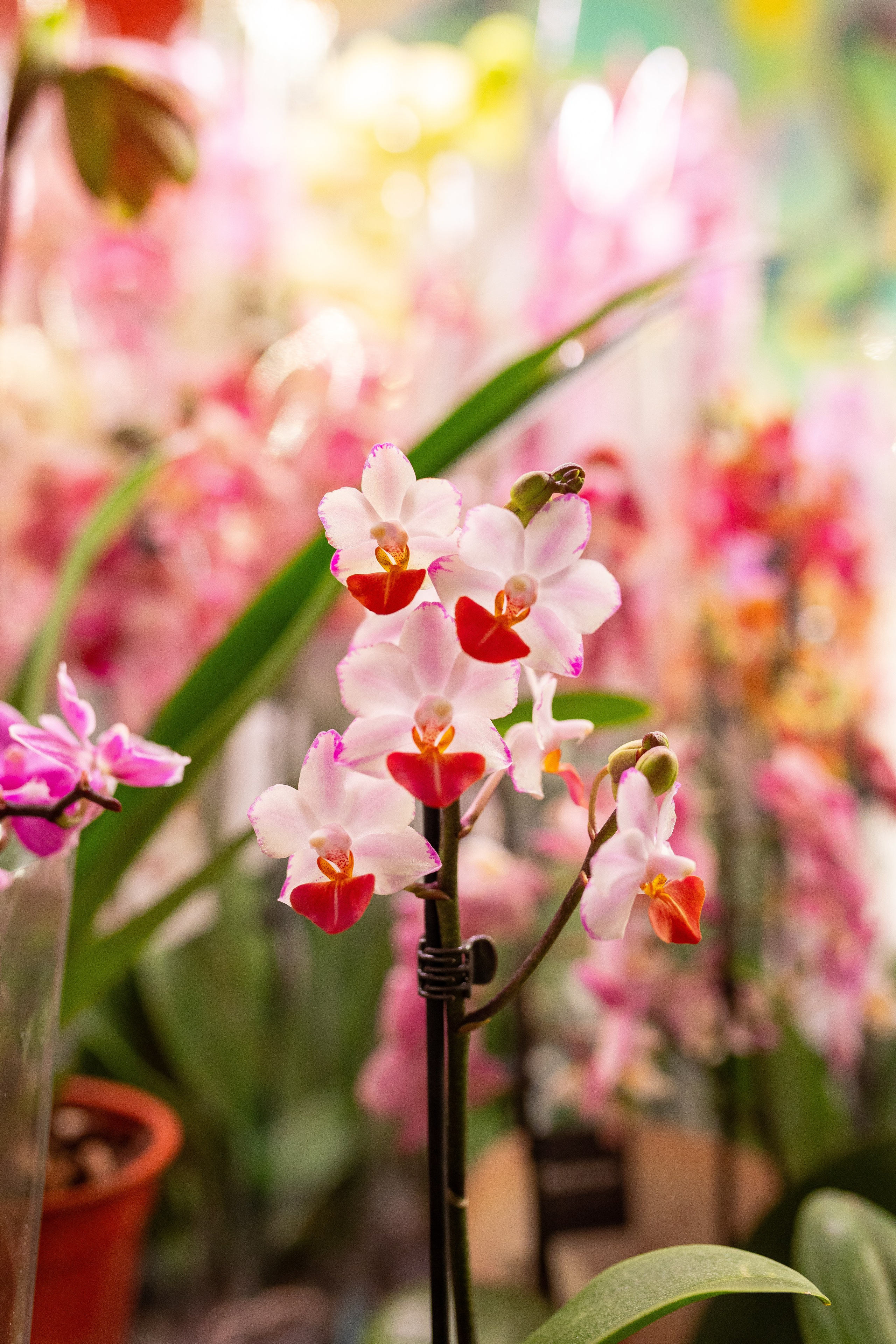 Growbox декабрь 2025. Александра Куликова фотограф, Москва