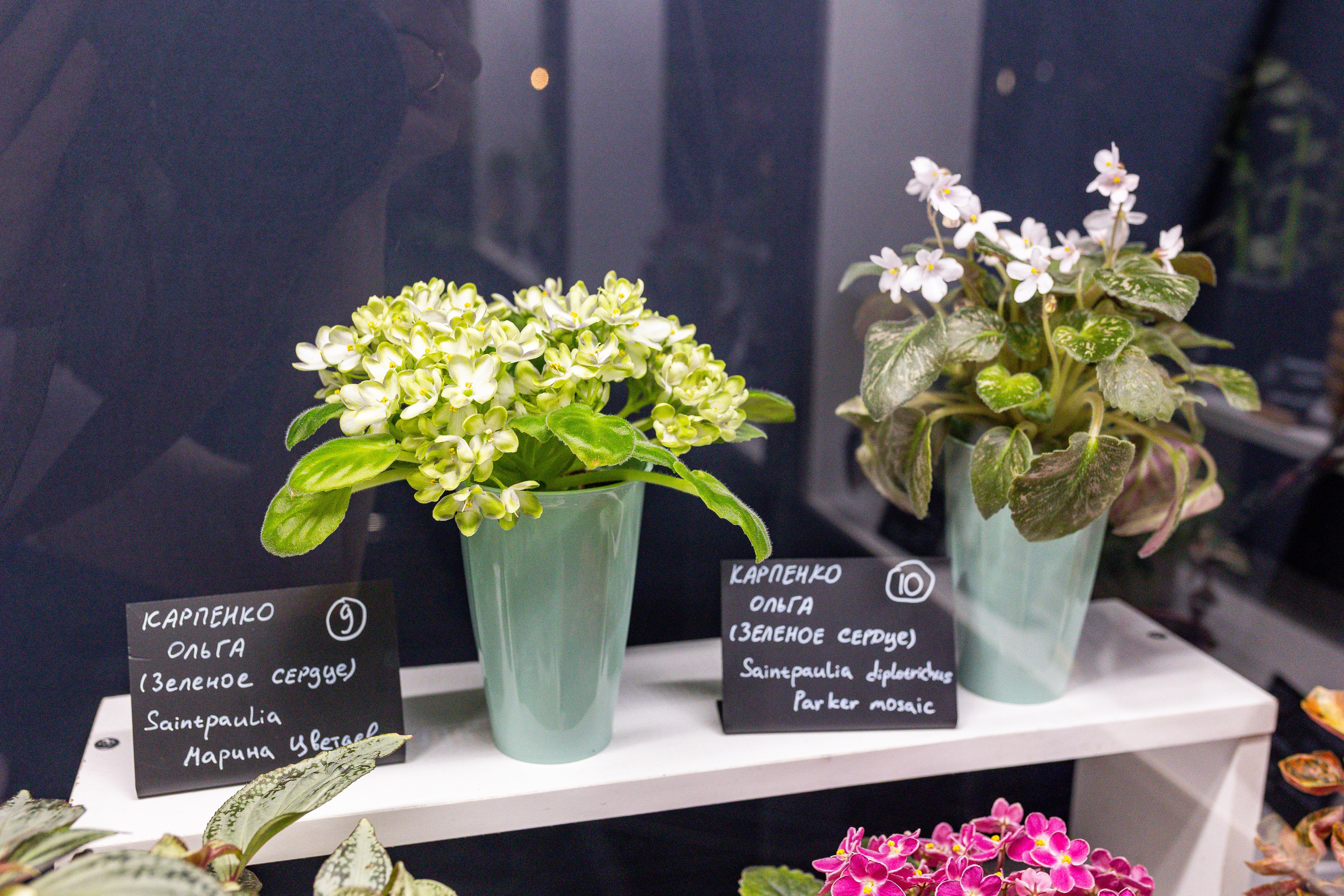 Монстериум 11–12 октября. Александра Куликова фотограф, Москва