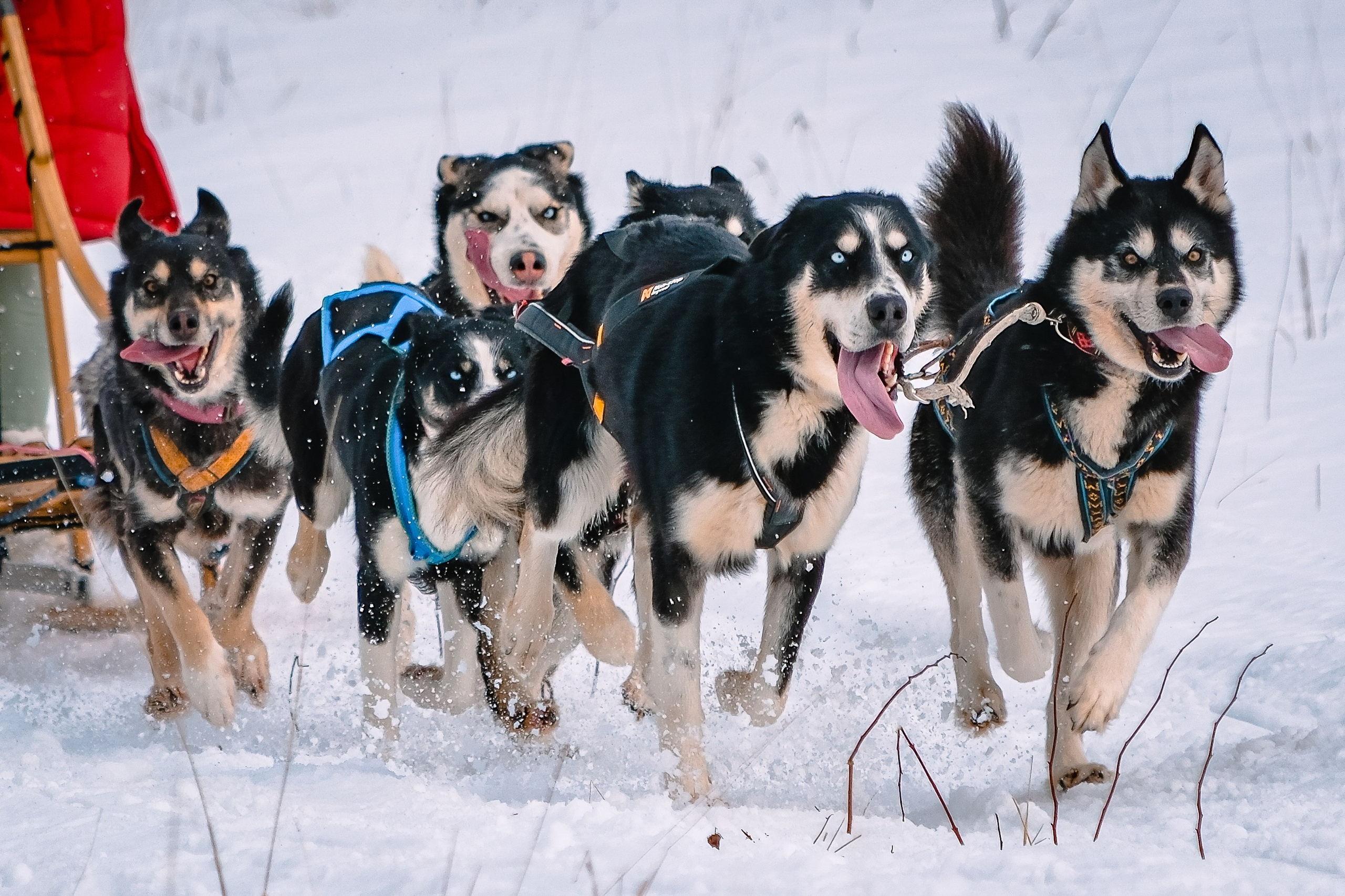 Фотограф. г. Южно-Сахалинск. Олег Толстов