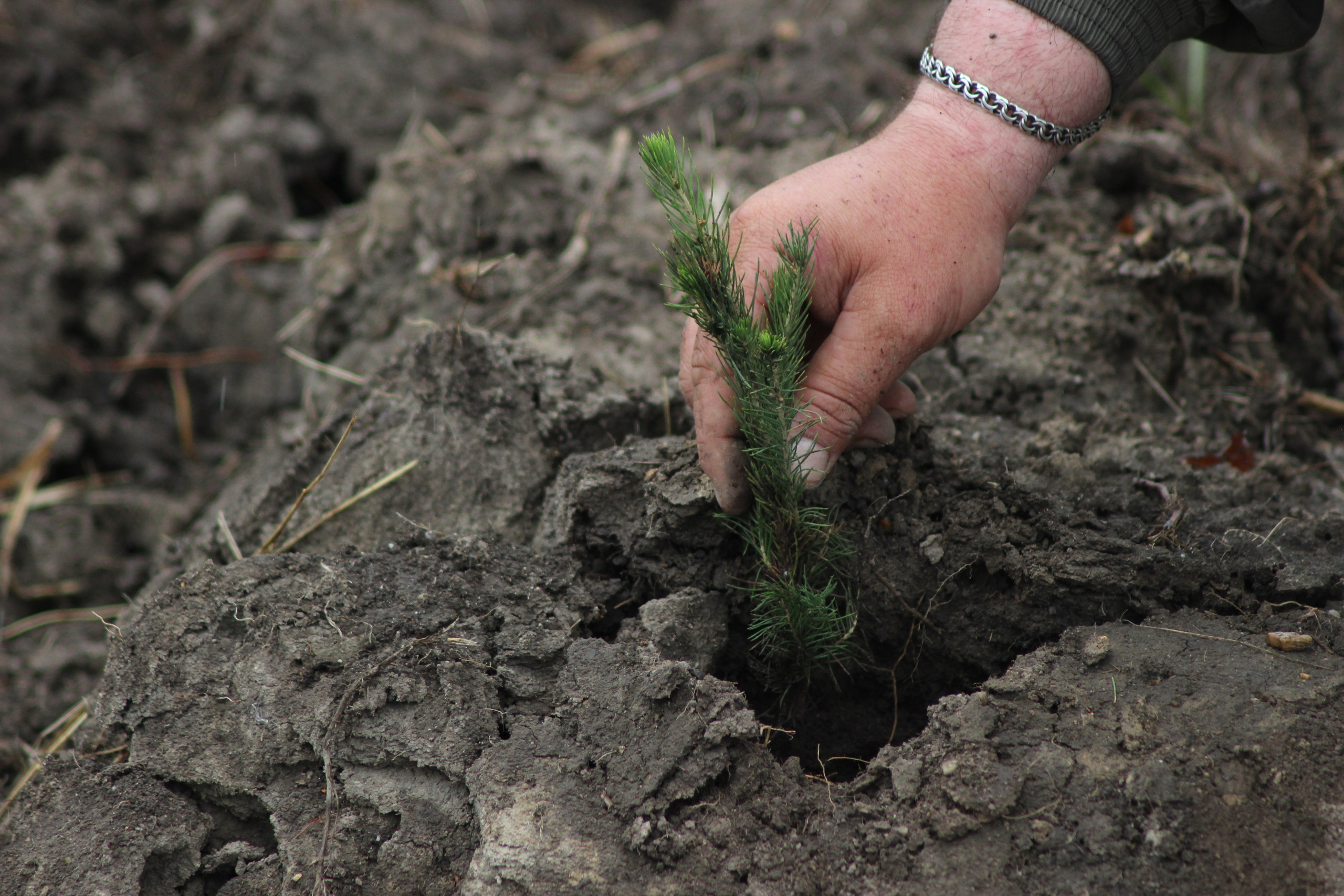 Siberian wellness «100 Га от нас — планете»