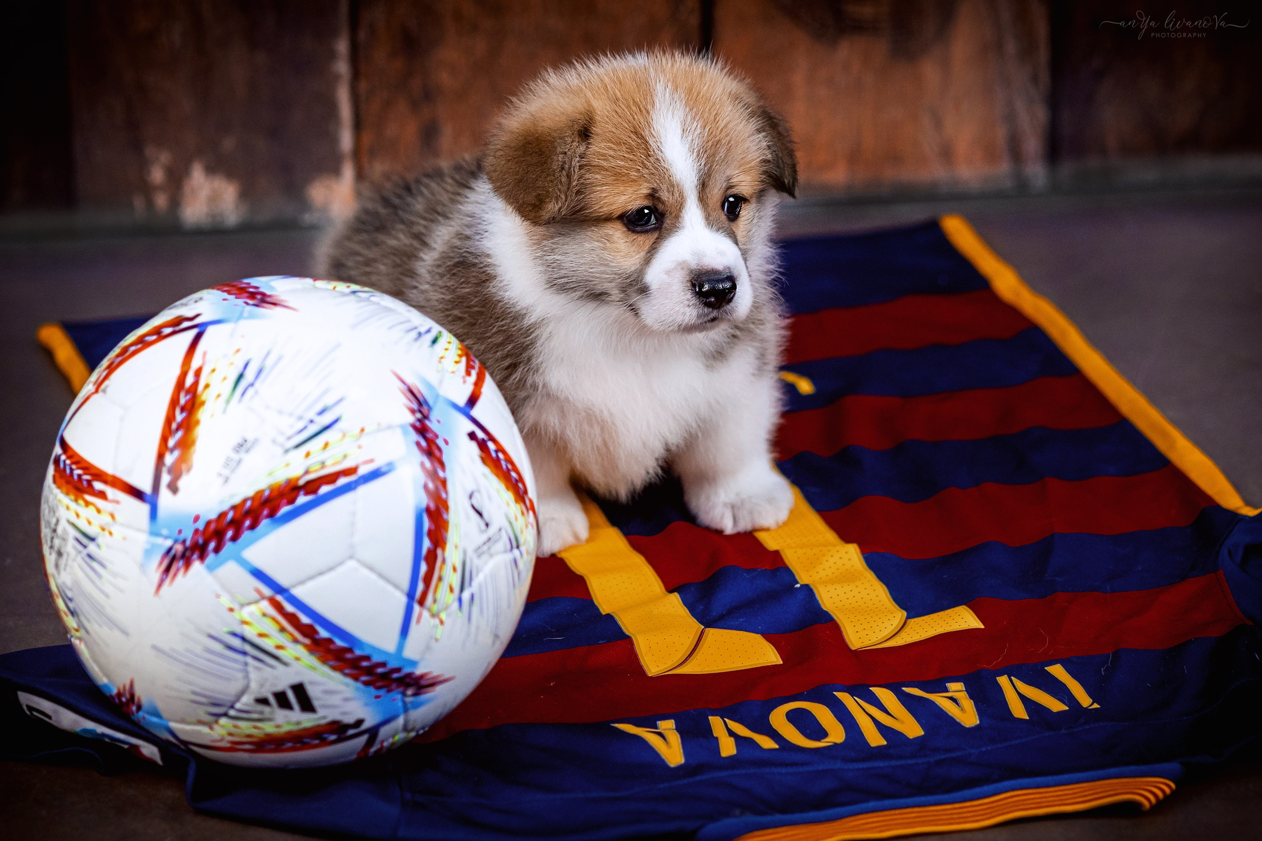 Коржики. Фотограф анималист Аня Ливанова | Рыбинск