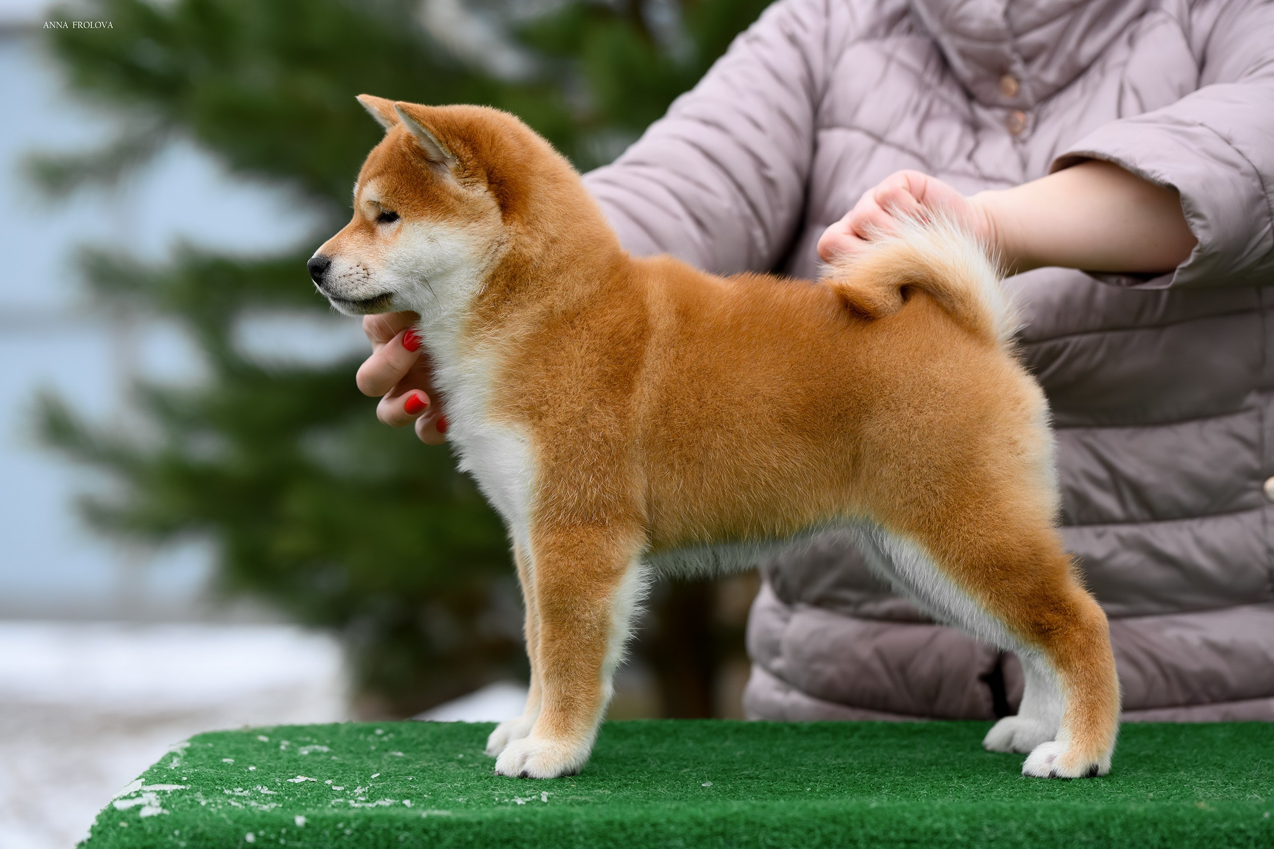 SHIBA. SHIOMARU Shiba and Akita Inu Kennel