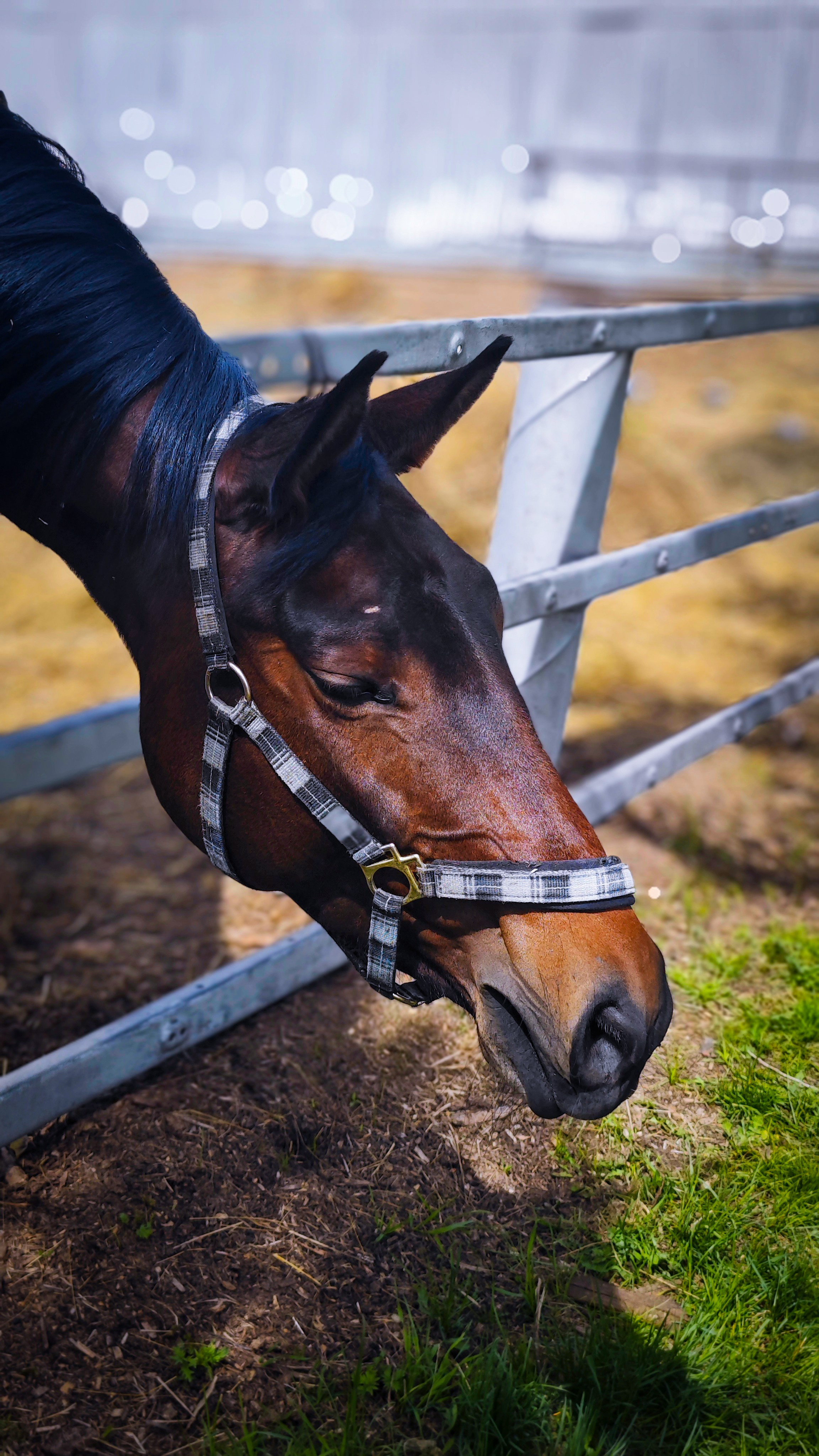 Красноярский ипподром. Открытие сезона 2025. Игорь Урывский. Фотограф Красноярск