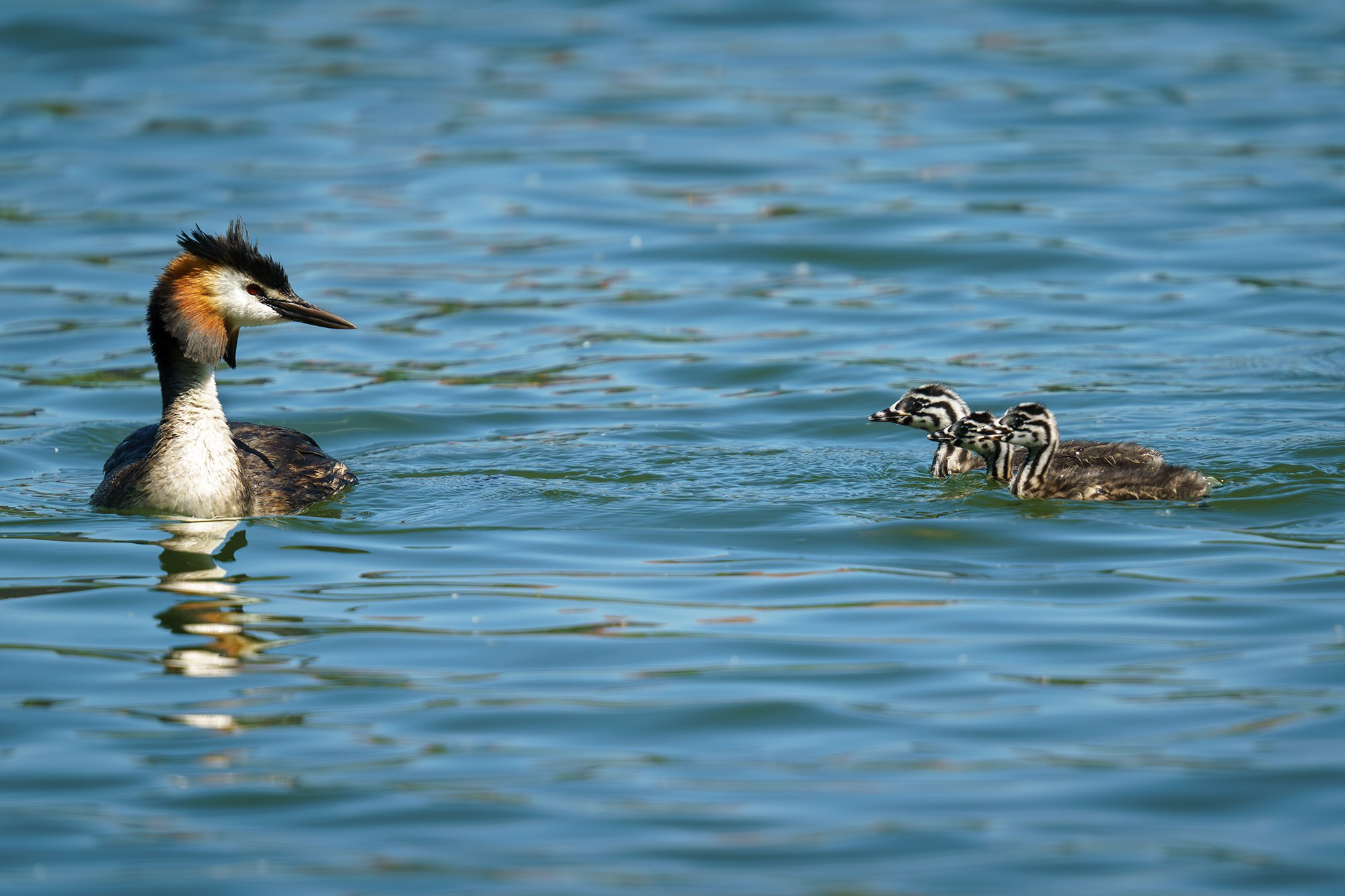 Удивительные мир птиц. Вокруг нас столько прекрасного — присмотритесь!. Ваш личный фотограф Марина Волкова