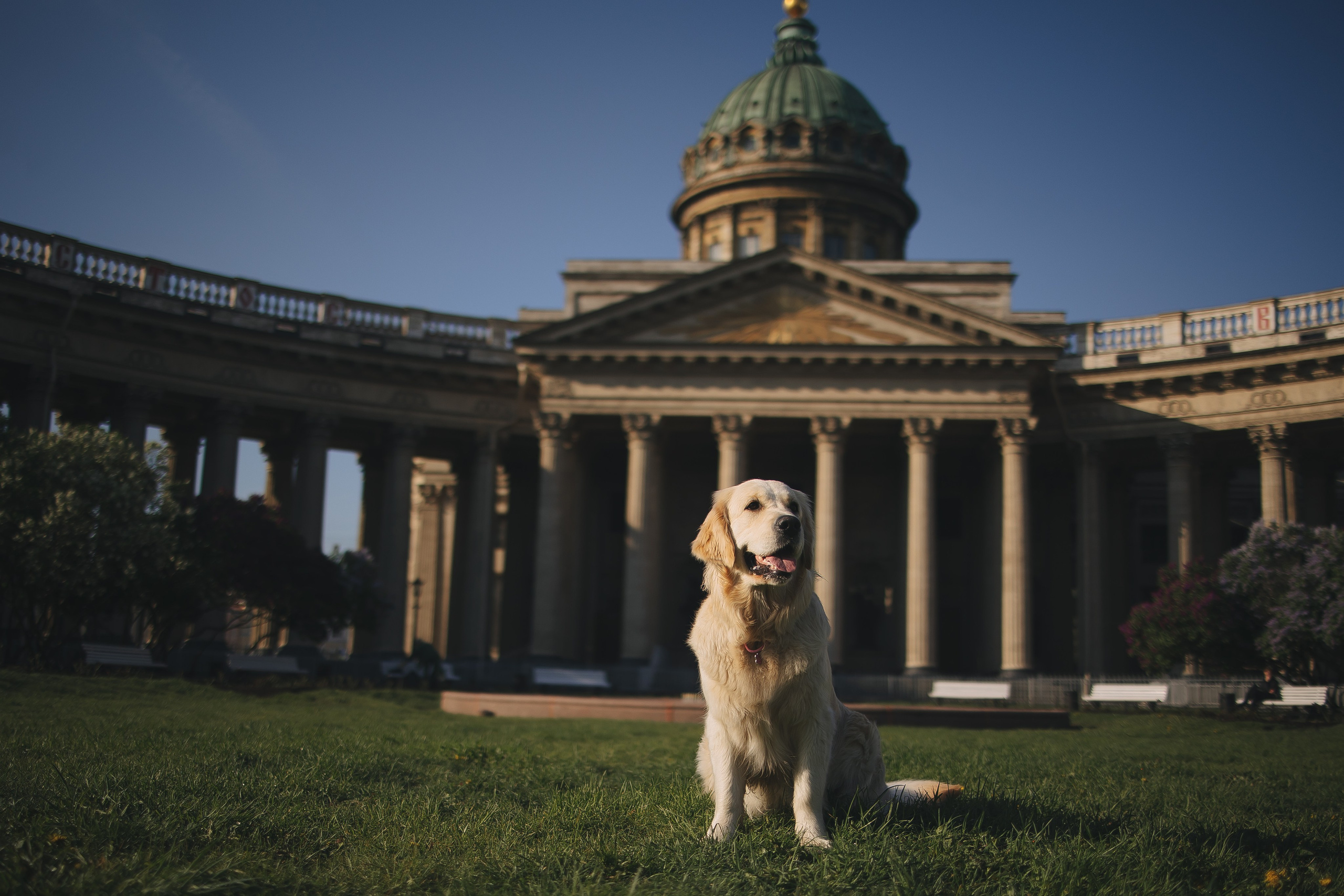 Золотистый ретривер Мона, Питер. Свадебный и женский фотограф