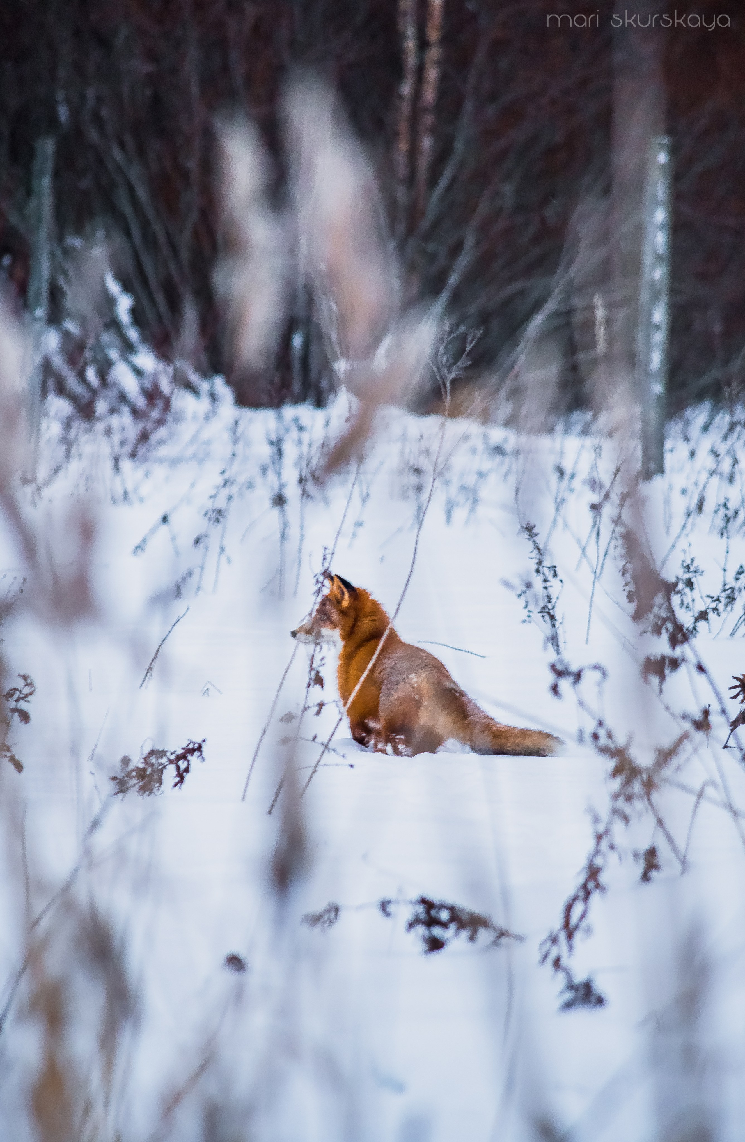 Природа. Мотофотограф в Санкт-Петербурге Мария Скурская