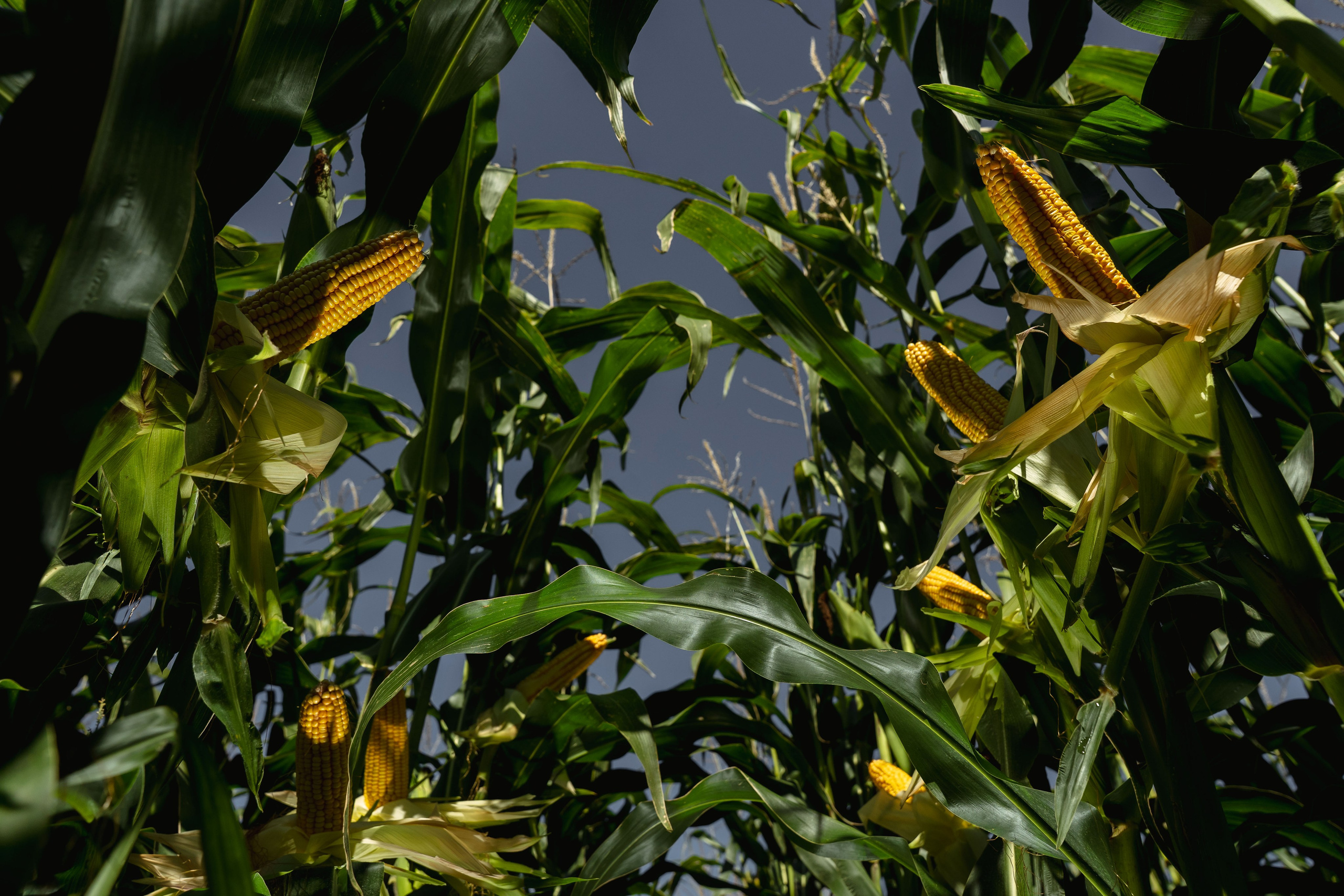 Коммерция. Портретный и событийный фотограф в Барнауле, Москве, Новосибирске