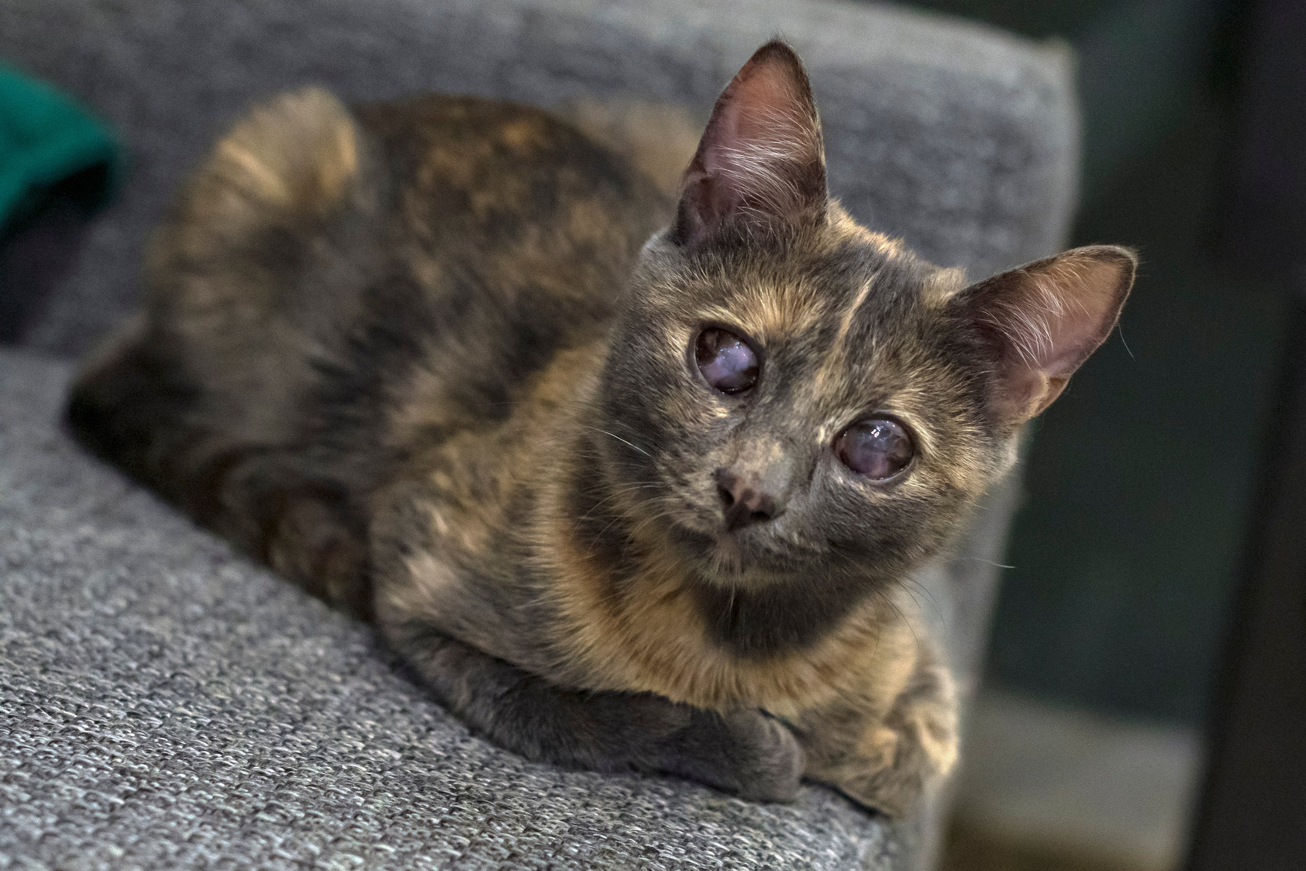 Животные. Фотограф в Москве Демьян Лопатов