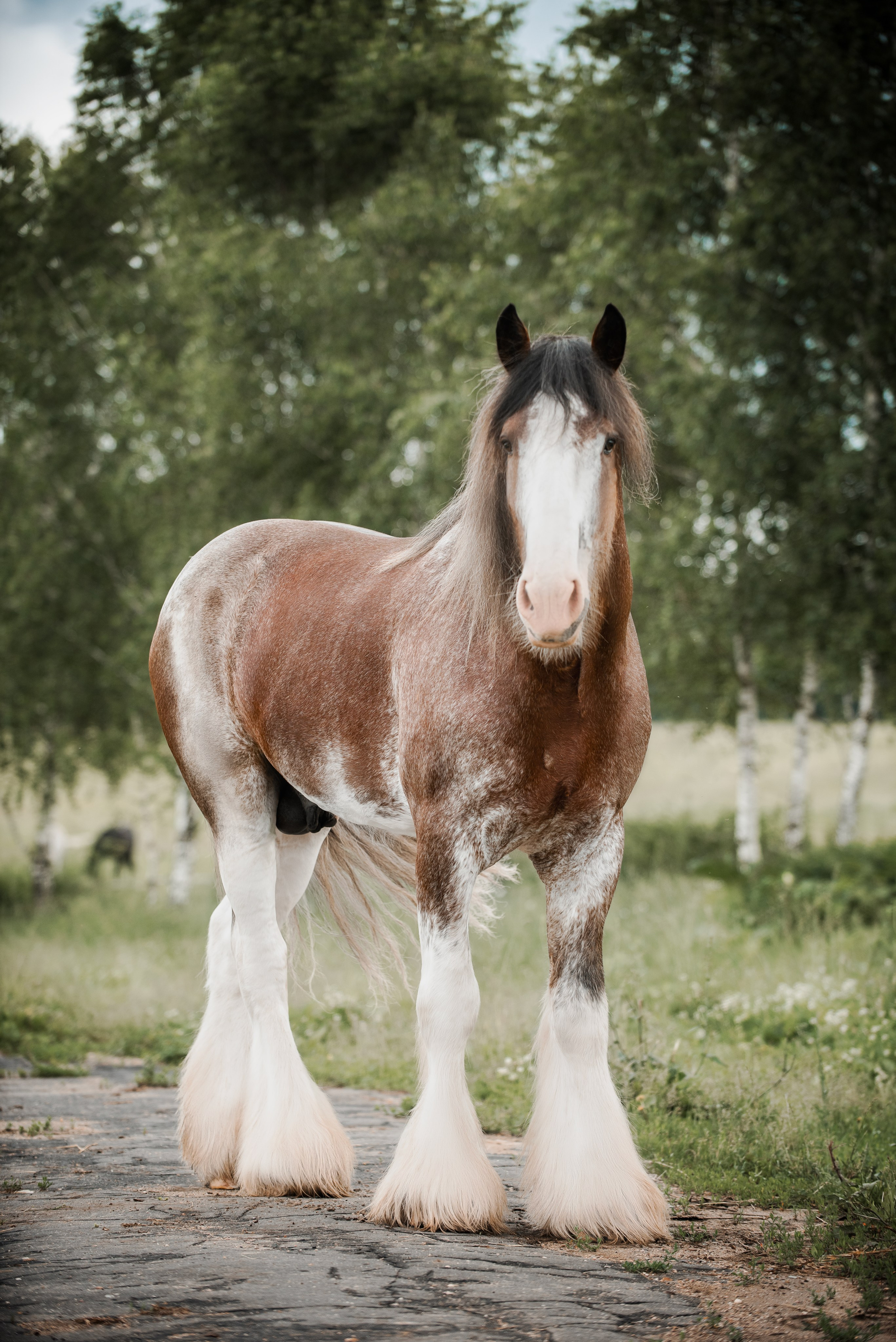 KOMARDINS. Конный фотограф Куракина Дарья • Фотосессии с лошадьми