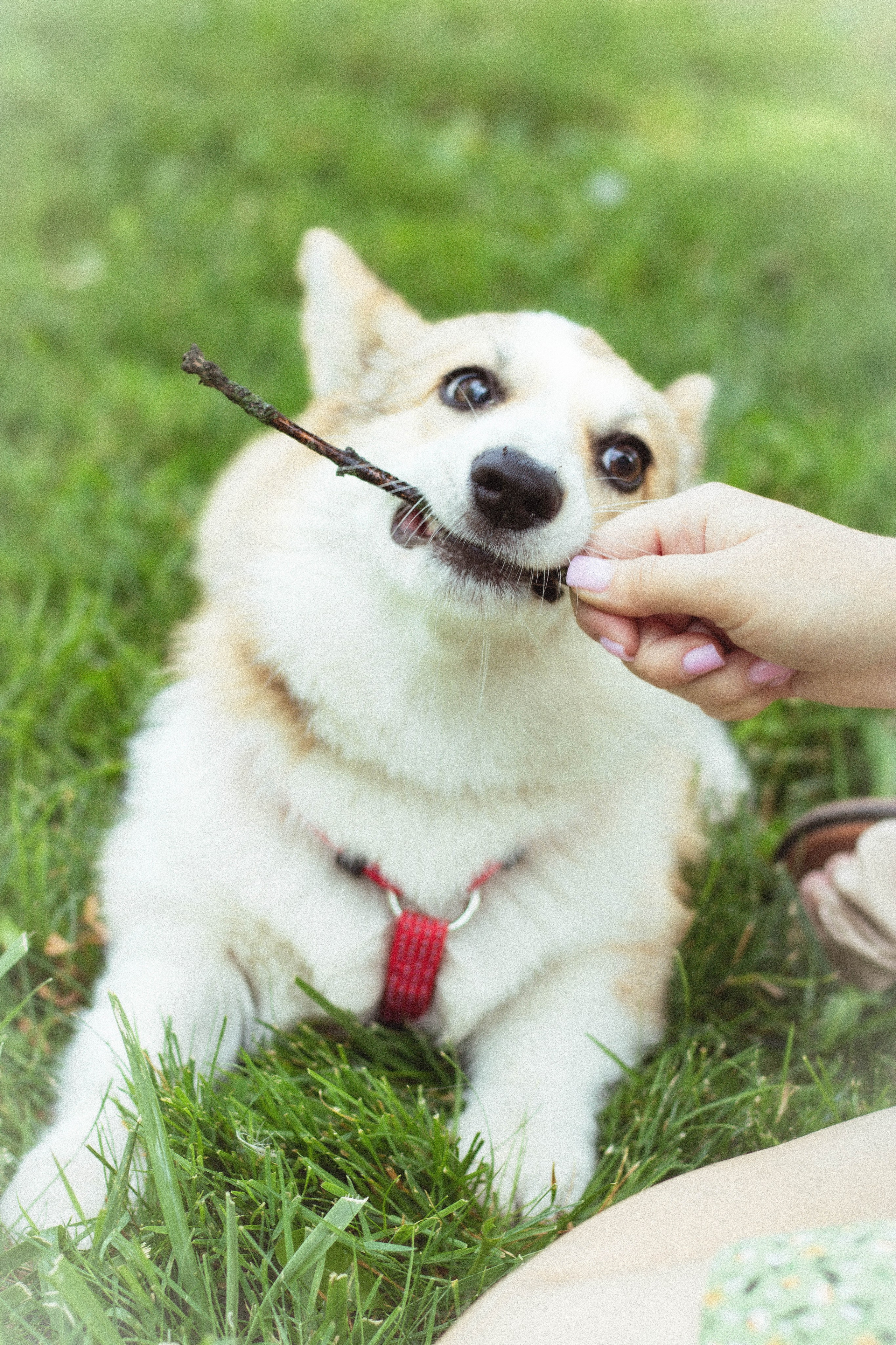 Таня и Джесси. Фотограф из Краснодара