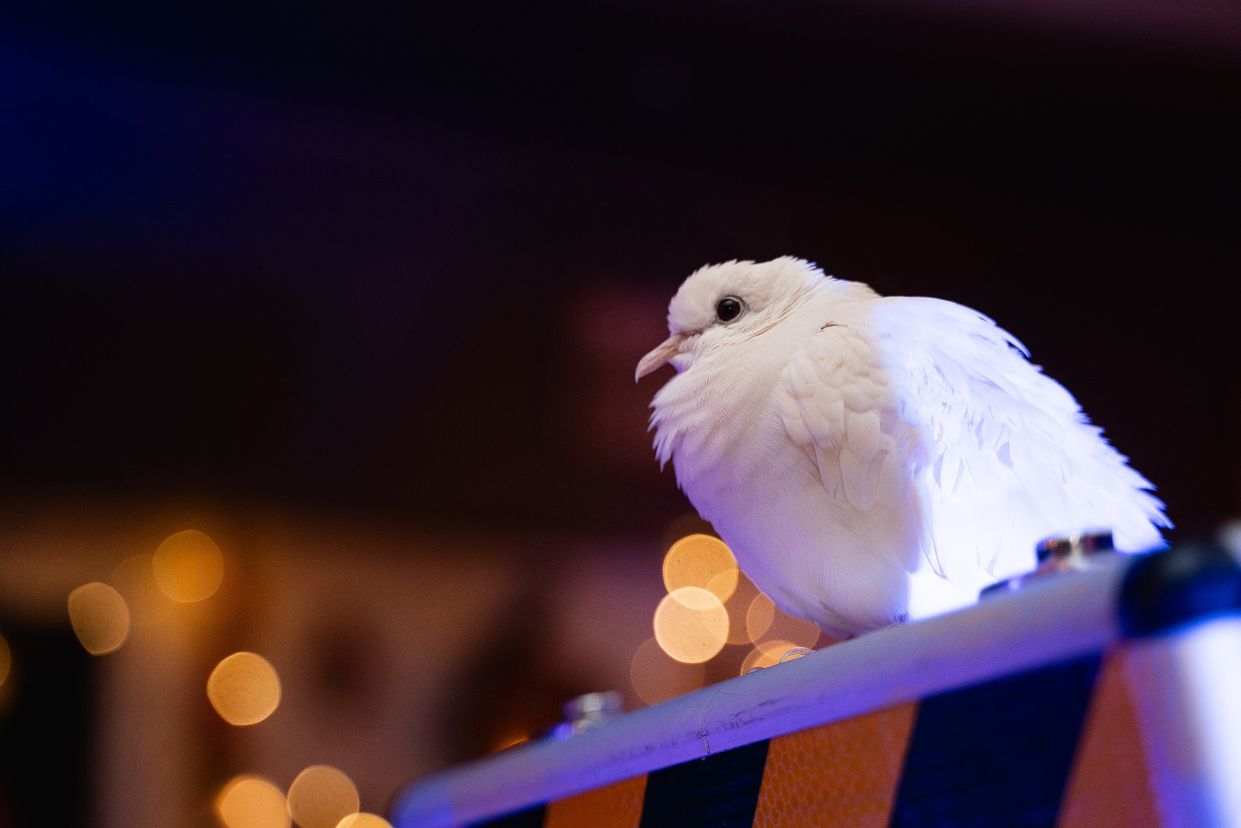 День Рождения Робина. Фотограф и видеограф Евгений Романов Санкт-Петербург