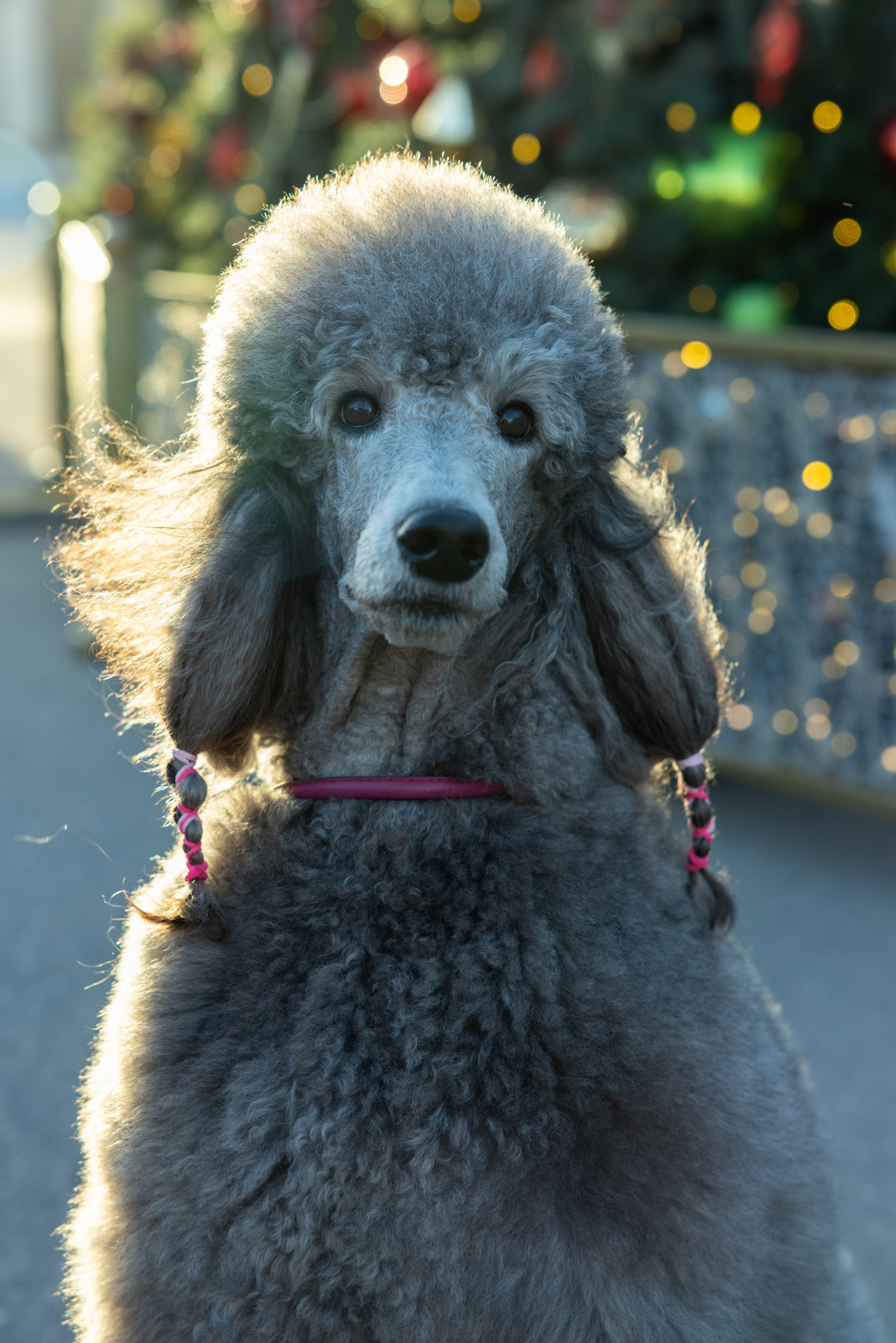 Клуб грумеров (прогулка и семинары). Виктория Зудина — фотограф в Москве