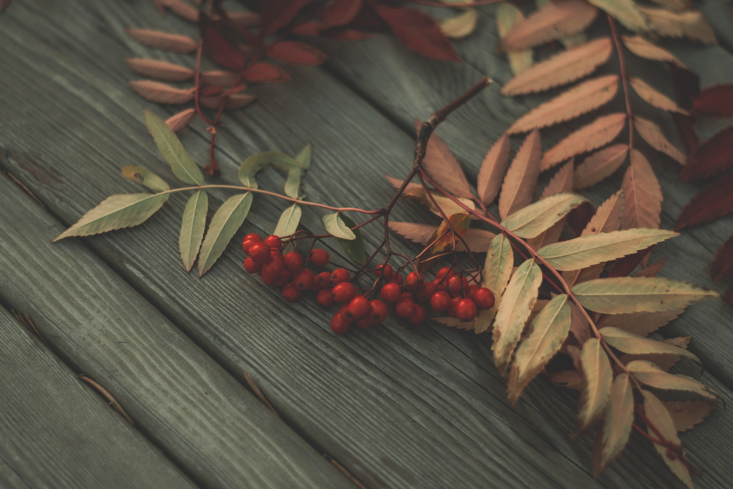 Алеся. Семейный и свадебный фотограф Губкинский и Ставрополь