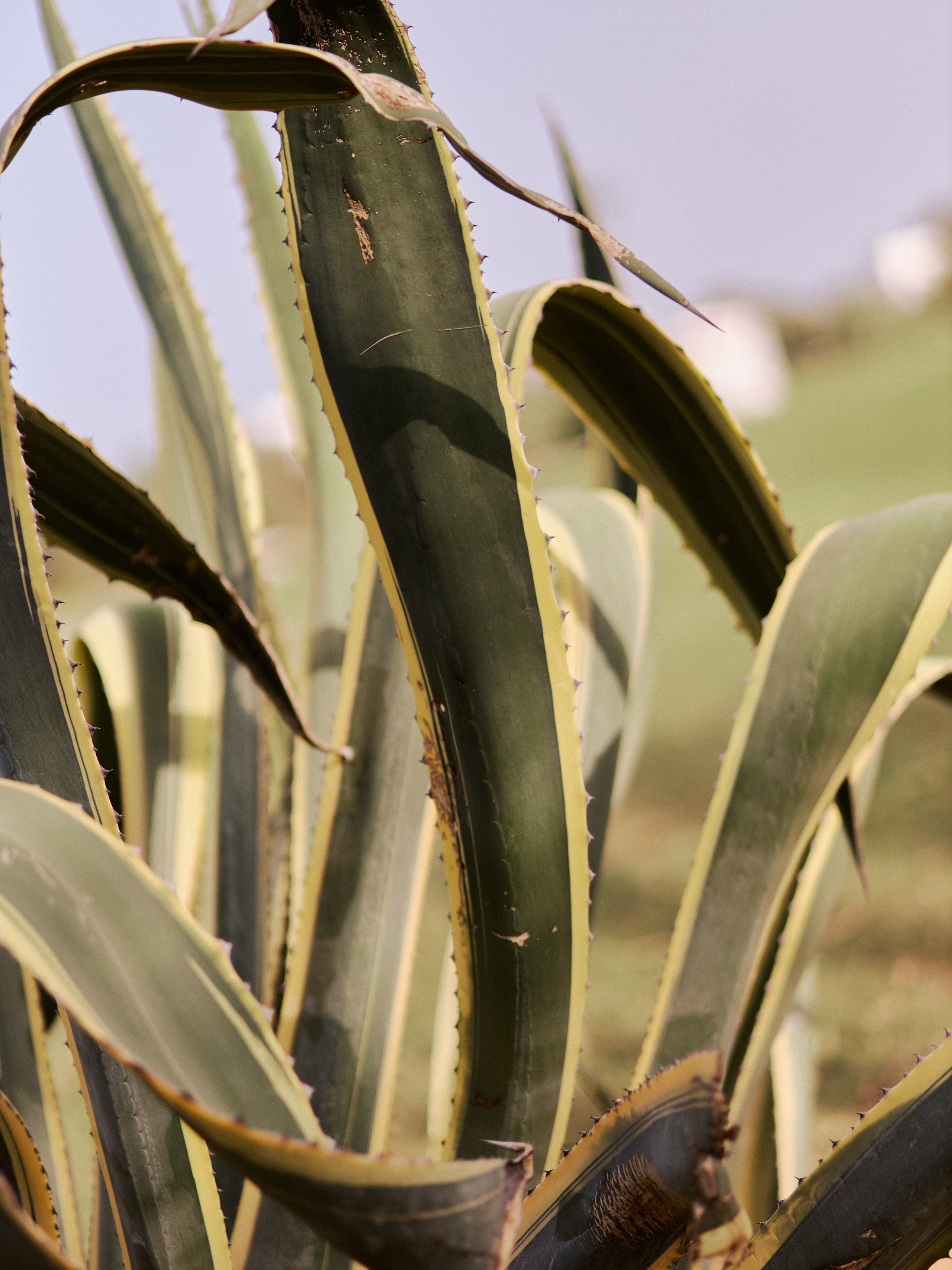 Другое 3. Jorgis Talè — photographer, kind person, teacher of arts and other mag