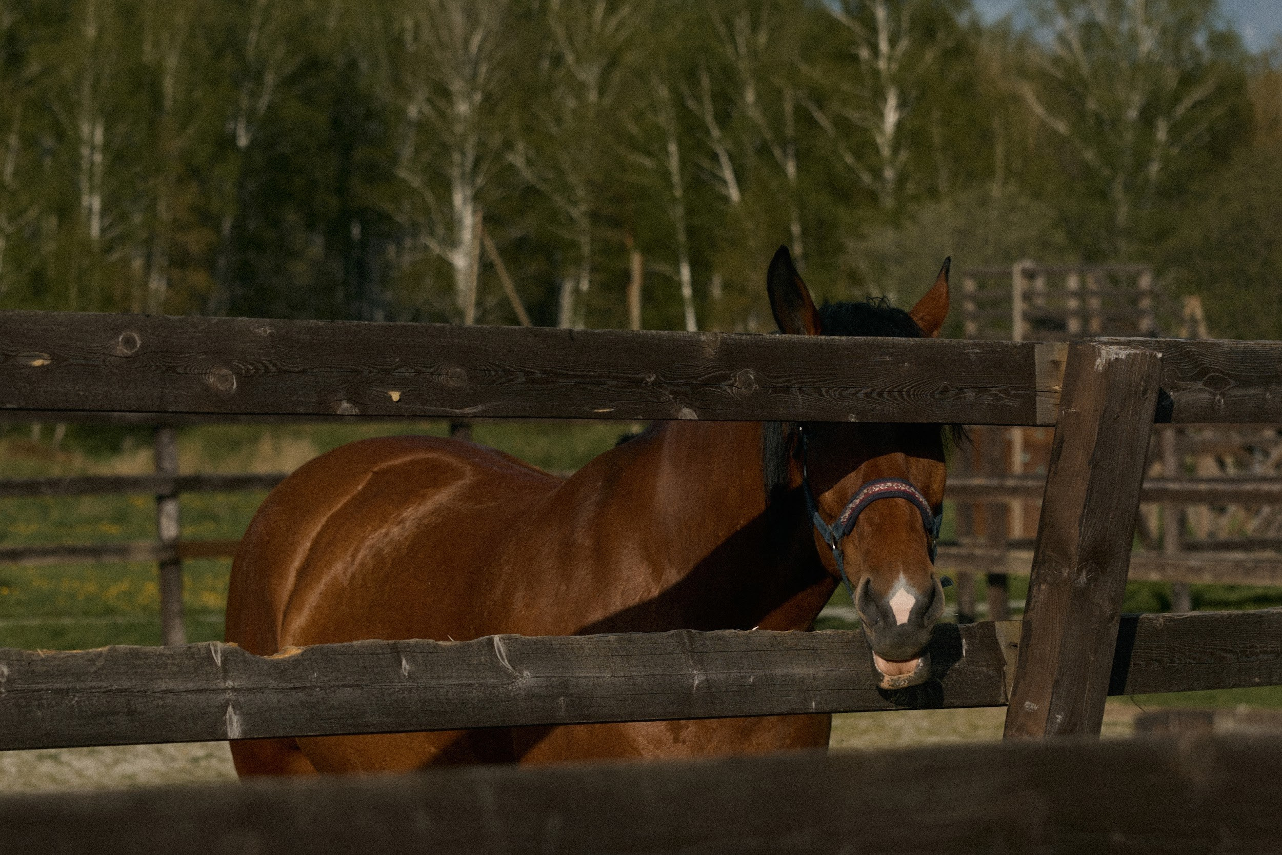 Maxim & Margarita. Event агентство PAPRIKA в Екатеринбурге